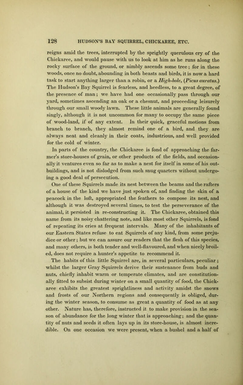 reigns amid the trees, interrupted by the sprightly querulous cry of the Chickaree, and would pause with us to look at him as he runs along the rocky surface of the ground, or nimbly ascends some tree; for in these woods, once no doubt, abounding in both beasts and birds, it is now a hard task to start anything larger than a robin, or a Higli-hole, (Picus auratus.) The Hudson’s Bay Squirrel is fearless, and heedless, to a great degree, of the presence of man; we have had one occasionally pass through our yard, sometimes ascending an oak or a chesnut, and proceeding leisurely through our small woody lawn. These little animals are generally found singly, although it is not uncommon for many to occupy the same piece of wood-land, if of any extent. In their quick, graceful motions from branch to branch, they almost remind one of a bird, and they are always neat and cleanly in their coats, industrious, and well provided for the cold of winter. In parts of the country, the Chickaree is fond of approaching the far- mer’s store-houses of grain, or other products of the fields, and occasion- ally it ventures even so far as to make a nest for itself in some of his out- buildings, and is not dislodged from such snug quarters without undergo- ing a good deal of persecution. One of these Squirrels made its nest between the beams and the rafters of a house of the kind we have just spoken of, and finding the skin of a peacock in the loft, appropriated the feathers to compose its nest, and although it was destroyed several times, to test the perseverance of the animal, it persisted in re-constructing it. The Chickaree, obtained this name from its noisy chattering note, and like most other Squirrels, is fond of repeating its cries at frequent intervals. Many of the inhabitants of our Eastern States refuse to eat Squirrels of any kind, from some preju- dice or other; but we can assure our readers that the flesh of this species, and many others, is both tender and well-flavoured, and when nicely broil- ed, does not require a hunter’s appetite to recommend it. The habits of this little Squirrel are, in several particulars, peculiar ; whilst the larger Gray Squirrels derive their sustenance from buds and nuts, chiefly inhabit warm or temperate climates, and are constitution- ally fitted to subsist during winter on a small quantity of food, the Chick- aree exhibits the greatest sprightliness and activity amidst the snows and frosts of our Northern regions and consequently is obliged, dur- ing the winter season, to consume as great a quantity of food as at any other. Nature has, therefore, instructed it to make provision in the sea- son of abundance for the long winter that is approaching; and the quan- tity of nuts and seeds it often lays up in its store-house, is almost incre- dible. On one occasion we were present, when a bushel and a half of