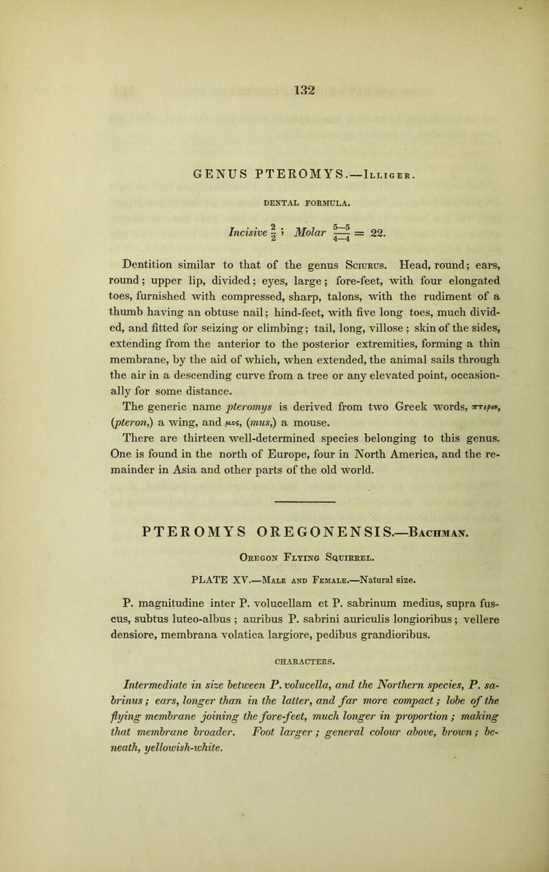 GENUS PTEROMYS.—Illiger. DENTAL FORMULA. Incisive ~ 5 Molar —— = 22. u 4—4 Dentition similar to that of the genus Sciurus. Head, round; ears, round; upper lip, divided; eyes, large; fore-feet, with four elongated toes, furnished with compressed, sharp, talons, with the rudiment of a thumb having an obtuse nail; hind-feet, with five long toes, much divid- ed, and fitted for seizing or climbing; tail, long, villose ; skin of the sides, extending from the anterior to the posterior extremities, forming a thin membrane, by the aid of which, when extended, the animal sails through the air in a descending curve from a tree or any elevated point, occasion- ally for some distance. The generic name pteromys is derived from two Greek words, 7rnpov, (pteron,) a wing, and y.vt, (mus,) a mouse. There are thirteen well-determined species belonging to this genus. One is found in the north of Europe, four in North America, and the re- mainder in Asia and other parts of the old world. PTEROMYS OR E GONE N SIS.—Bachman. Oregon Flying Squirrel. PLATE XV.—Male and Female.—Natural size. P. magnitudine inter P. volucellam et P. sabrinum medius, supra fus- cus, subtus luteo-albus ; auribus P. sabrini auriculis longioribus ; vellere densiore, membrana volatica largiore, pedibus grandioribus. CHARACTERS. Intermediate in size between P. volucella, and the Northern species, P. sa- brinus; ears, longer than in the latter, and far more compact; lobe of the flying membrane joining the forefeet, much longer in proportion ; making that membrane broader. Foot larger ; general colour above, brown; be- neath, yellowish-white.