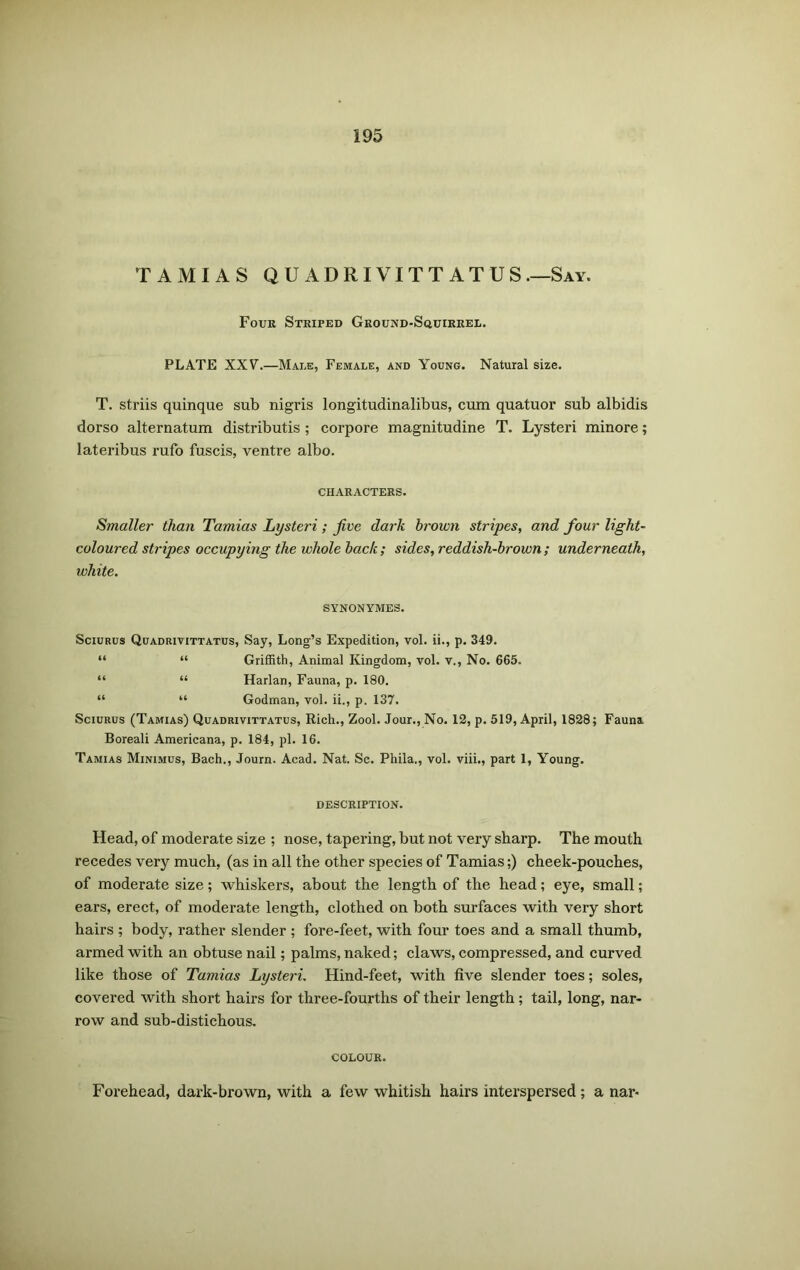 TAMIAS QU ADRIVITT ATUS.—Say. Four Striped Ground-Squirrel. PLATE XXV.—Male, Female, and Young. Natural size. T. striis quinque sub nigris longitudinalibus, cum quatuor sub albidis dorso alternatum distributis; corpore magnitudine T. Lysteri minore; lateribus rufo fuscis, ventre albo. CHARACTERS. Smaller than Tamias Lysteri ; jive dark brown stripes, and four light- coloured stripes occupying the whole back; sides, reddish-brown; underneath, white. SYNONYMES. Sciurus Quadrivittatus, Say, Long’s Expedition, vol. ii., p. 349. “ “ Griffith, Animal Kingdom, vol. v., No. 665. “ “ Harlan, Fauna, p. 180. “ “ Godman, vol. ii., p. 137. Sciurus (Tamias) Quadrivittatus, Rich., Zool. Jour., No. 12, p. 519, April, 1828; Fauna Boreali Americana, p. 184, pi. 16. Tamias Minimus, Bach., Journ. Acad. Nat. Sc. Phila., vol. viii., part 1, Young. DESCRIPTION. Head, of moderate size ; nose, tapering, but not very sharp. The mouth recedes very much, (as in all the other species of Tamias;) cheek-pouches, of moderate size; whiskers, about the length of the head; eye, small; ears, erect, of moderate length, clothed on both surfaces with very short hairs ; body, rather slender ; fore-feet, with four toes and a small thumb, armed with an obtuse nail; palms, naked; claws, compressed, and curved like those of Tamias Lysteri. Hind-feet, with five slender toes; soles, covered with short hairs for three-fourths of their length; tail, long, nar- row and sub-distichous. COLOUR. Forehead, dark-brown, with a few whitish hairs interspersed; a nar*