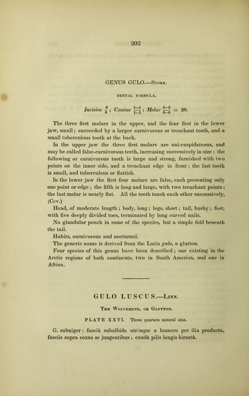 GENUS GULO.—Store. DENTAL FORMULA. Incisive ; Canine [ ; Molar = 38. b 1—1 b—b The three first molars in the upper, and the four first in the lower jaw, small; succeeded by a larger carnivorous or trenchant tooth, and a small tuberculous tooth at the back. In the upper jaw the three first molars are uni-cuspidateous, and may be called false-carnivorous teeth, increasing successively in size ; the following or carnivorous tooth is large and strong, furnished with two points on the inner side, and a trenchant edge in front; the last tooth is small, and tuberculous or flattish. In the lower jaw the first four molars are false, each presenting only one point or edge ; the fifth is long and large, with two trenchant points ; the last molar is nearly flat. All the teeth touch each other successively, (Cuv.) Head, of moderate length ; body, long; legs, short; tail, bushy ; feet, with five deeply divided toes, terminated by long curved nails. No glandular pouch in some of the species, but a simple fold beneath the tail. Habits, carnivorous and nocturnal. The generic name is derived from the Latin gulo, a glutton. Four species of this genus have been described ; one existing in the Arctic regions of both continents, two in South America, and one in Africa. GULO LUSCUS.—Linn. The Wolverene, or Glutton. PLATE XXVI. Three quarters natural size. G. subniger; fascia subalbida utrinque a humero per ilia producta, fasciis supra coxas se jungentibus ; cauda pilis longis hirsuta.