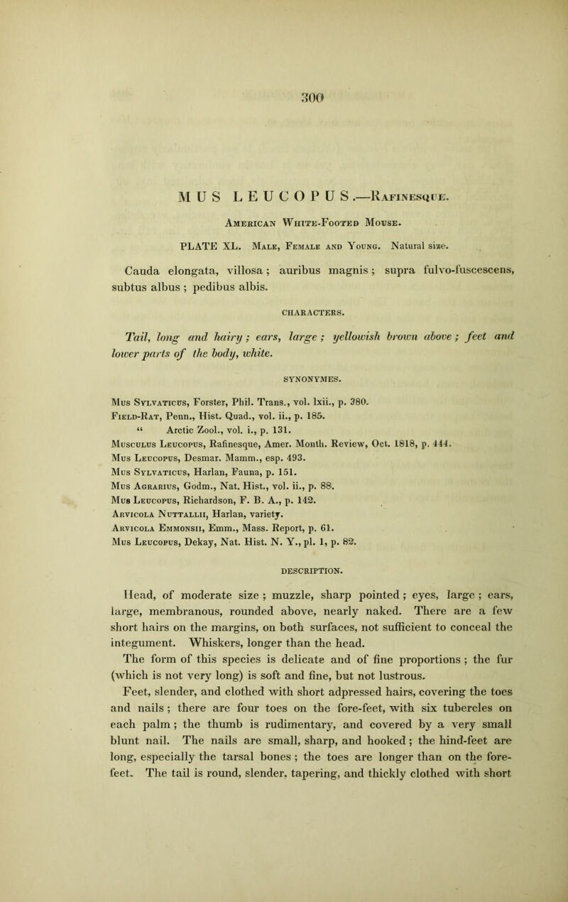 MUS LEUCOPUS .—Rafinescjue. American White-Footed Mouse. PLATE XL. Male, Female and Young. Natural size. Cauda elongata, villosa; auribus magnis; supra fulvo-fuscescens, subtus albus ; pedibus albis. CHARACTERS. Tail, long and hairy; ears, large ; yellowish brown above ; feet and lower parts of the body, white. SYNONYMES. Mus Sylvaticus, Forster, Phil. Trans., vol. lxii., p. 380. Field-Rat, Penn., Hist. Quad., vol. ii.» p. 185. “ Arctic Zool., vol. i., p. 131. Musculus Leucopus, Rafinesque, Amer. Month. Review, Oct. 1818, p. 444. Mus Leucopus, Desmar. Mamm., esp. 493. Mus Sylvaticus, Harlan, Fauna, p. 151. Mus Agrarius, Godm., Nat. Hist., vol. ii., p. 88. Mus Leucopus, Richardson, F. B. A., p. 142. Arvicola Nuttallii, Harlan, variety. Arvicola Emmonsii, Emm., Mass. Report, p. 61. Mus Leucopus, Dekay, Nat. Hist. N. Y., pi. 1, p. 82. DESCRIPTION. Head, of moderate size ; muzzle, sharp pointed; eyes, large ; ears, large, membranous, rounded above, nearly naked. There are a few short hairs on the margins, on both surfaces, not sufficient to conceal the integument. Whiskers, longer than the head. The form of this species is delicate and of fine proportions ; the fur (which is not very long) is soft and fine, but not lustrous. Feet, slender, and clothed with short adpressed hairs, covering the toes and nails ; there are four toes on the fore-feet, with six tubercles on each palm ; the thumb is rudimentary, and covered by a very small blunt nail. The nails are small, sharp, and hooked ; the hind-feet are long, especially the tarsal bones ; the toes are longer than on the fore- feet. The tail is round, slender, tapering, and thickly clothed with short