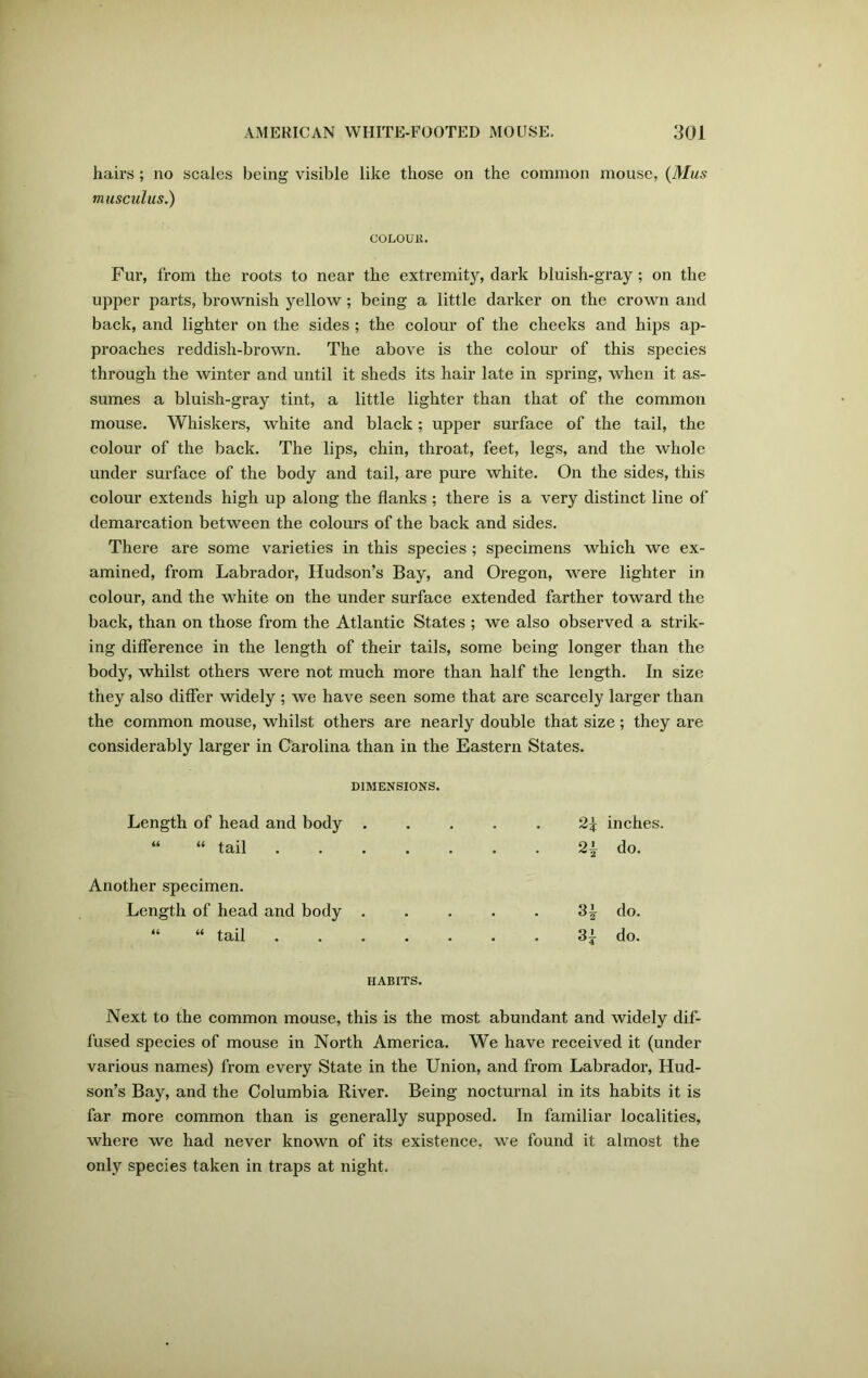 hairs; no scales being visible like those on the common mouse, (Mus musculus.) COLOUR. Fur, lrom the roots to near the extremity, dark bluish-gray; on the upper parts, brownish yellow ; being a little darker on the crown and back, and lighter on the sides ; the colour of the cheeks and hips ap- proaches reddish-brown. The above is the colour of this species through the winter and until it sheds its hair late in spring, when it as- sumes a bluish-gray tint, a little lighter than that of the common mouse. Whiskers, white and black; upper surface of the tail, the colour of the back. The lips, chin, throat, feet, legs, and the whole under surface of the body and tail, are pure white. On the sides, this colour extends high up along the flanks ; there is a very distinct line of demarcation between the colours of the back and sides. There are some varieties in this species ; specimens which we ex- amined, from Labrador, Hudson’s Bay, and Oregon, were lighter in colour, and the white on the under surface extended farther toward the back, than on those from the Atlantic States ; we also observed a strik- ing difference in the length of their tails, some being longer than the body, whilst others were not much more than half the length. In size they also differ widely ; we have seen some that are scarcely larger than the common mouse, whilst others are nearly double that size; they are considerably larger in Carolina than in the Eastern States. DIMENSIONS. Length of head and body .... 2* inches. “ “ tail ...... 2i do. Another specimen. Length of head and body .... • 31 do. “ “ tail • 31 do. HABITS. Next to the common mouse, this is the most abundant and widely dif- fused species of mouse in North America. We have received it (under various names) from every State in the Union, and from Labrador, Hud- son’s Bay, and the Columbia River. Being nocturnal in its habits it is far more common than is generally supposed. In familiar localities, where we had never known of its existence, we found it almost the only species taken in traps at night.