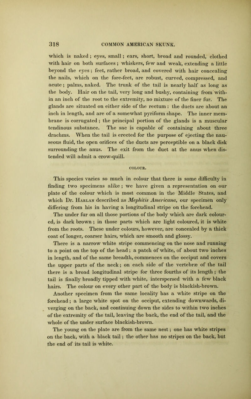 which is naked ; eyes, small; ears, short, broad and rounded, clothed with hair on both surfaces; whiskers, few and weak, extending a little beyond the eyes ; feet, rather broad, and covered with hair concealing the nails, which on the fore-feet, are robust, curved, compressed, and acute; palms, naked. The trunk of the tail is nearly half as long as the body. Hair on the tail, very long and bushy, containing from with- in an inch of the root to the extremity, no mixture of the finer fur. The glands are situated on either side of the rectum : the ducts are about an inch in length, and are of a somewhat pyriform shape. The inner mem- brane is corrugated ; the principal portion of the glands is a muscular tendinous substance. The sac is capable of containing about three drachms. When the tail is erected for the purpose of ejecting the nau- seous fluid, the open orifices of the ducts are perceptible on a black disk surrounding the anus. The exit from the duct at the anus when dis- tended will admit a crow-quill. COLOUR. This species varies so much in colour that there is some difficulty in finding two specimens alike ; we have given a representation on our plate of the colour which is most common in the Middle States, and which Dr. Harlan described as Mephitis Americana, our specimen only differing from his in having a longitudinal stripe on the forehead. The under fur on all those portions of the body which are dark colour- ed, is dark brown ; in those parts which are light coloured, it is white from the roots. These under colours, however, are concealed by a thick coat of longer, coarser hairs, which are smooth and glossy. There is a narrow white stripe commencing on the nose and running to a point on the top of the head; a patch of white, of about two inches in length, and of the same breadth, commences on the occiput and covers the upper parts of the neck; on each side of the vertebrae of the tail there is a broad longitudinal stripe for three fourths of its length ; the tail is finally broadly tipped with white, interspersed with a few black hairs. The colour on every other part of the body is blackish-brown. Another specimen from the same locality has a white stripe on the forehead; a large white spot on the occiput, extending downwards, di- verging on the back, and continuing down the sides to within two inches of the extremity of the tail, leaving the back, the end of the tail, and the whole of the under surface blackish-brown. The young on the plate are from the same nest; one has white stripes on the back, with a black tail; the other has no stripes on the back, but the end of its tail is white.