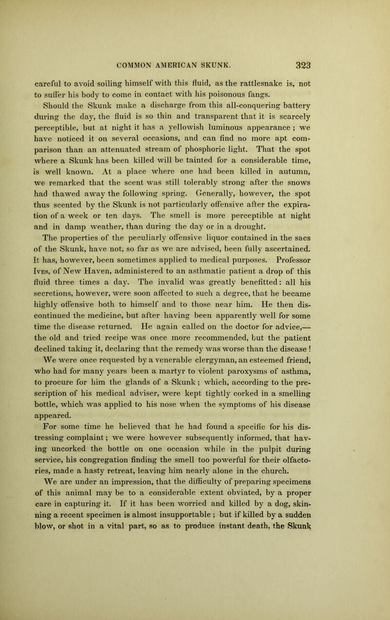 careful to avoid soiling himself with this fluid, as the rattlesnake is, not to suffer his body to come in contact with his poisonous fangs. Should the Skunk make a discharge from this all-conquering battery during the day, the fluid is so thin and transparent that it is scarcely perceptible, but at night it has a yellowish luminous appearance ; we have noticed it on several occasions, and can find no more apt com- parison than an attenuated stream of phosphoric light. That the spot where a Skunk has been killed will be tainted for a considerable time, is well known. At a place where one had been killed in autumn, we remarked that the scent was still tolerably strong after the snows had thawed away the following spring. Generally, however, the spot thus scented by the Skunk is not particularly offensive after the expira- tion of a week or ten days. The smell is more perceptible at night and in damp weather, than during the day or in a drought. The properties of the peculiarly offensive liquor contained in the sacs of the Skunk, have not, so far as we are advised, been fully ascertained. It has, however, been sometimes applied to medical purposes. Professor Ives, of New Haven, administered to an asthmatic patient a drop of this fluid three times a day. The invalid was greatly benefitted: all his secretions, however, were soon affected to such a degree, that he became highly offensive both to himself and to those near him. He then dis- continued the medicine, but after having been apparently well for some time the disease returned. He again called on the doctor for advice,— the old and tried recipe was once more recommended, but the patient declined taking it, declaring that the remedy was worse than the disease ! We were once requested by a venerable clergyman, an esteemed friend, who had for many years been a martyr to violent paroxysms of asthma, to procure for him the glands of a Skunk; which, according to the pre- scription of his medical adviser, were kept tightly corked in a smelling bottle, which was applied to his nose when the symptoms of his disease appeared. For some time he believed that he had found a specific for his dis- tressing complaint; we were however subsequently informed, that hav- ing uncorked the bottle on one occasion while in the pulpit during service, his congregation finding the smell too powerful for their olfacto- ries, made a hasty retreat, leaving him nearly alone in the church. We are under an impression, that the difficulty of preparing specimens of this animal may be to a considerable extent obviated, by a proper care in capturing it. If it has been worried and killed by a dog, skin- ning a recent specimen is almost insupportable ; but if killed by a sudden blow, or shot in a vital part, so as to produce instant death, the Skunk