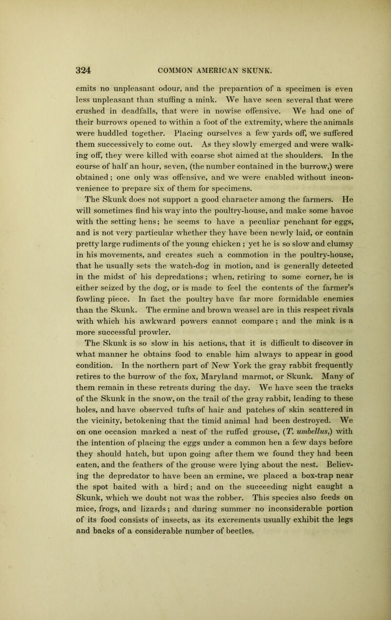 emits no unpleasant odour, and the preparation of a specimen is even less unpleasant than stuffing a mink. We have seen several that were crushed in deadfalls, that were in nowise offensive. We had one of their burrows opened to within a foot of the extremity, where the animals were huddled together. Placing ourselves a few yards off, we suffered them successively to come out. As they slowly emerged and were walk- ing off, they were killed with coarse shot aimed at the shoulders. In the course of half an hour, seven, (the number contained in the burrow,) were obtained; one only was offensive, and we were enabled without incon- venience to prepare six of them for specimens. The Skunk does not support a good character among the farmers. He will sometimes find his way into the poultry-house, and make some havoc with the setting hens; he seems to have a peculiar penchant for eggs, and is not very particular whether they have been newly laid, or contain pretty large rudiments of the young chicken ; yet he is so slow and clumsy in his movements, and creates such a commotion in the poultry-house, that he usually sets the watch-dog in motion, and is generally detected in the midst of his depredations; when, retiring to some corner, he is either seized by the dog, or is made to feel the contents of the farmer’s fowling piece. In fact the poultry have far more formidable enemies than the Skunk. The ermine and brown weasel are in this respect rivals with which his awkward powers cannot compare; and the mink is a more successful prowler. The Skunk is so slow in his actions, that it is difficult to discover in what manner he obtains food to enable him always to appear in good condition. In the northern part of New York the gray rabbit frequently retires to the burrow of the fox, Maryland marmot, or Skunk. Many of them remain in these retreats during the day. We have seen the tracks of the Skunk in the snow, on the trail of the gray rabbit, leading to these holes, and have observed tufts of hair and patches of skin scattered in the vicinity, betokening that the timid animal had been destroyed. We on one occasion marked a nest of the ruffed grouse, (T. umbellus,) with the intention of placing the eggs under a common hen a few days before they should hatch, but upon going after them we found they had been eaten, and the feathers of the grouse were lying about the nest. Believ- ing the depredator to have been an ermine, we placed a box-trap near the spot baited with a bird; and on the succeeding night caught a Skunk, which we doubt not was the robber. This species also feeds on mice, frogs, and lizards; and during summer no inconsiderable portion of its food consists of insects, as its excrements usually exhibit the legs and backs of a considerable number of beetles,