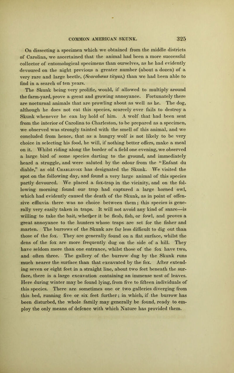 On dissecting a specimen which we obtained from the middle districts of Carolina, we ascertained that the animal had been a more successful collector of entomological specimens than ourselves, as he had evidently devoured on the night previous a greater number (about a dozen) of a very rare and large beetle, (ScarabcBus titrjus,) than we had been able to find in a search of ten years. The Skunk being very prolific, would, if allowed to multiply around the farm-yard, prove a great and growing annoyance. Fortunately there are nocturnal animals that are prowling about as well as he. The dog, although he does not eat this species, scarcely ever fails to destroy a Skunk whenever he can lay hold of him. A wolf that had been sent from the interior of Carolina to Charleston, to be prepared as a specimen, we observed was strongly tainted with the smell of this animal, and we concluded from hence, that as a hungry wolf is not likely to be very choice in selecting his food, he will, if nothing better offers, make a meal on it. Whilst riding along the border of a field one evening, we observed a large bird of some species darting to the ground, and immediately heard a struggle, and were saluted by the odour from the “ Enfant du diable,” as old Charlevoix has designated the Skunk. We visited the spot on the following day, and found a very large animal of this species partly devoured. We placed a fox-trap in the vicinity, and on the fol- lowing morning found our trap had captured a large horned owl, which had evidently caused the death of the Skunk, as in point of offen- sive effluvia there was no choice between them; this species is gene- rally very easily taken in traps. It will not avoid any kind of snare—is willing to take the bait, whether it be flesh, fish, or fowl, and proves a great annoyance to the hunters whose traps are set for the fisher and marten. The burrows of the Skunk are far less difficult to dig out than those of the fox. They are generally found on a flat surface, whilst the dens of the fox are more frequently dug on the side of a hill. They have seldom more than one entrance, whilst those of the fox have two, and often three. The gallery of the burrow dug by the Skunk runs much nearer the surface than that excavated by the fox. After extend- ing seven or eight feet in a straight line, about two feet beneath the sur- face, there is a large excavation containing an immense nest of leaves. Here during winter may be found lying, from five to fifteen individuals of this species. There are sometimes one or two galleries diverging from this bed, running five or six feet further; in which, if the burrow has been disturbed, the whole family may generally be found, ready to em- ploy the only means of defence with which Nature has provided them.