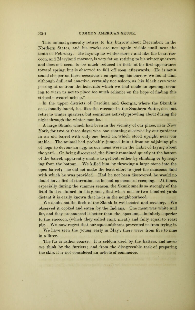 This animal generally retires to his burrow about December, in the Northern States, and his tracks are not again visible until near the tenth of February. He lays up no winter store ; and like the bear, rac- coon, and Maryland marmot, is very fat on retiring to his winter quarters, and does not seem to be much reduced in flesh at his first appearance toward spring, but is observed to fall off soon afterwards. He is not a sound sleeper on these occasions ; on opening his burrow we found him, although dull and inactive, certainly not asleep, as his black eyes were peering at us from the hole, into which we had made an opening, seem- ing to warn us not to place too much reliance on the hope of finding this striped “ weasel asleep.” In the upper districts of Carolina and Georgia, where the Skunk is occasionally found, he, like the raccoon in the Southern States, does not retire to winter quarters, but continues actively prowling about during the night through the winter months. A large Skunk, which had been in the vicinity of our place, near New York, for two or three days, was one morning observed by our gardener in an old barrel with only one head in, which stood upright near our stable. The animal had probably jumped into it from an adjoining pile of logs to devour an egg, as our hens were in the habit of laying about the yard. On being discovered, the Skunk remained quietly at the bottom of the barrel, apparently unable to get out, either by climbing or by leap- ing from the bottom. We killed him by throwing a large stone into the open barrel;—he did not make the least effort to eject the nauseous fluid with which he was provided. Had he not been discovered, he would no doubt have died of starvation, as he had no means of escaping. At times, especially during the summer season, the Skunk smells so strongly of the fetid fluid contained in his glands, that when one or two hundred yards distant it is easily known that he is in the neighbourhood. We doubt not the flesh of the Skunk is well tasted and savoury. We observed it cooked and eaten by the Indians. The meat was white and fat, and they pronounced it better than the opossum,—infinitely superior to the raccoon, (which they called rank meat,) and fully equal to roast pig. We now regret that our squeamishness prevented us from trying it. We have seen the young early in May; there were from five to nine in a litter. The fur is rather coarse. It is seldom used by the hatters, and never we think by the furriers; and from the disagreeable task of preparing the skin, it is not considered an article of commerce,