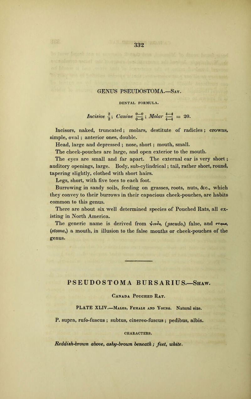 GENUS PSEUDOSTOMA.—Say. DENTAL FORMULA. Incisive ~; Canine ; Molar | = 20. Incisors, naked, truncated; molars, destitute of radicles; crowns, simple, oval ; anterior ones, double. Head, large and depressed ; nose, short; mouth, small. The cheek-pouches are large, and open exterior to the mouth. The eyes are small and far apart. The external ear is very short; auditory openings, large. Body, sub-cylindrical; tail, rather short, round, tapering slightly, clothed with short hairs. Legs, short, with five toes to each foot. Burrowing in sandy soils, feeding on grasses, roots, nuts, &c., which they convey to their burrows in their capacious cheek-pouches, are habits common to this genus. There are about six well determined species of Pouched Rats, all ex- isting in North America. The generic name is derived from -^evSo, [pseudo,) false, and s-r^, (stoma,) a mouth, in illusion to the false mouths or cheek-pouches of the genus. PSEUDOSTOMA BURSARIUS.—Shaw. Canada Pouched Rat. PLATE XLIV.—Males, Female and Young. Natural size. P. supra, rufo-fuscus ; subtus, cinereo-fuscus ; pedibus, albis. CHARACTERS. Reddish-brown above, ashy-brown beneath; feet, whiter