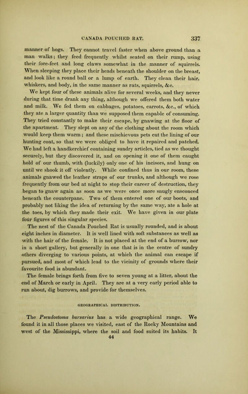 manner of hogs. They cannot travel faster when above ground than a man walks; they feed frequently whilst seated on their rump, using their i'ore-feet and long claws somewhat in the manner of squirrels. When sleeping they place their heads beneath the shoulder on the breast, and look like a round ball or a lump of earth. They clean their hair, whiskers, and body, in the same manner as rats, squirrels, &c. We kept four of these animals alive for several weeks, and they never during that time drank any thing, although we offered them both water and milk. We fed them on cabbages, potatoes, carrots, &c., of which they ate a larger quantity than we supposed them capable of consuming. They tried constantly to make their escape, by gnawing at the floor of the apartment. They slept on any of the clothing about the room which would keep them warm; and these mischievous pets cut the lining of our hunting coat, so that we were obliged to have it repaired and patched. We had left a handkerchief containing sundry articles, tied as we thought securely, but they discovered it, and on opening it one of them caught hold of our thumb, with (luckily) only one of his incisors, and hung on until we shook it off violently. While confined thus in our room, these animals gnawed the leather straps of our trunks, and although we rose frequently from our bed at night to stop their career of destruction, they began to gnaw again as soon as we were once more snugly ensconced beneath the counterpane. Two of them entered one of our boots, and probably not liking the idea of returning by the same way, ate a hole at the toes, by which they made their exit. We have given in our plate four figures of this singular species. The nest of the Canada Pouched Rat is usually rounded, and is about eight inches in diameter. It is well lined with soft substances as well as with the hair of the female. It is not placed at the end of a burrow, nor in a short gallery, but generally in one that is in the centre of sundry others diverging to various points, at which the animal can escape if pursued, and most of which lead to the vicinity of grounds where their favourite food is abundant. The female brings forth from five to seven young at a litter, about the end of March or early in April. They are at a very early period able to run about, dig burrows, and provide for themselves. GEOGRAPHICAL DISTRIBUTION. The Pseudostoma bursarius has a wide geographical range. We found it in all those places we visited, east of the Rocky Mountains and west of the Mississippi, where the soil and food suited its habits. It 44
