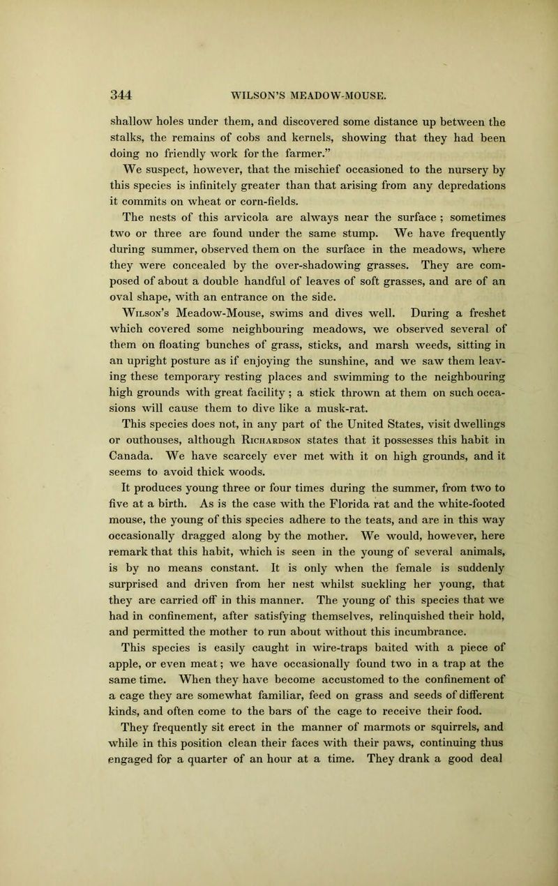 shallow holes under them, and discovered some distance up between the stalks, the remains of cobs and kernels, showing that they had been doing no friendly work for the farmer.” We suspect, however, that the mischief occasioned to the nursery by this species is infinitely greater than that arising from any depredations it commits on wheat or corn-fields. The nests of this arvicola are always near the surface ; sometimes two or three are found under the same stump. We have frequently during summer, observed them on the surface in the meadows, where they were concealed by the over-shadowing grasses. They are com- posed of about a double handful of leaves of soft grasses, and are of an oval shape, with an entrance on the side. Wilson’s Meadow-Mouse, swims and dives well. During a freshet which covered some neighbouring meadows, we observed several of them on floating bunches of grass, sticks, and marsh weeds, sitting in an upright posture as if enjoying the sunshine, and we saw them leav- ing these temporary resting places and swimming to the neighbouring high grounds with great facility ; a stick thrown at them on such occa- sions will cause them to dive like a musk-rat. This species does not, in any part of the United States, visit dwellings or outhouses, although Richardson states that it possesses this habit in Canada. We have scarcely ever met with it on high grounds, and it seems to avoid thick woods. It produces young three or four times during the summer, from two to five at a birth. As is the case with the Florida rat and the white-footed mouse, the young of this species adhere to the teats, and are in this way occasionally dragged along by the mother. We would, however, here remark that this habit, which is seen in the young of several animals, is by no means constant. It is only when the female is suddenly surprised and driven from her nest whilst suckling her young, that they are carried off in this manner. The young of this species that we had in confinement, after satisfying themselves, relinquished their hold, and permitted the mother to run about without this incumbrance. This species is easily caught in wire-traps baited with a piece of apple, or even meat; we have occasionally found two in a trap at the same time. When they have become accustomed to the confinement of a cage they are somewhat familiar, feed on grass and seeds of different kinds, and often come to the bars of the cage to receive their food. They frequently sit erect in the manner of marmots or squirrels, and while in this position clean their faces with their paws, continuing thus engaged for a quarter of an hour at a time. They drank a good deal