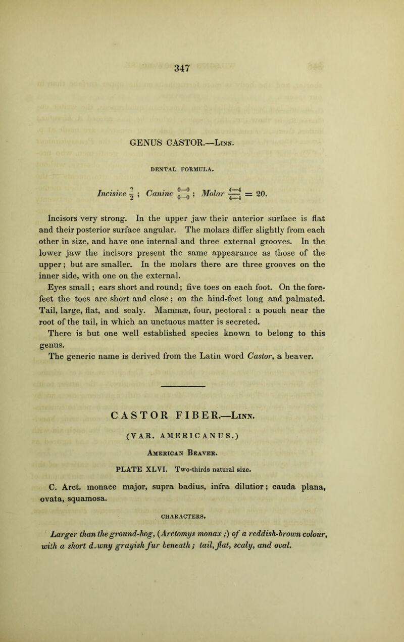 GENUS CASTOR.—Linn. DENTAL FORMULA. Incisive ^ ; Canine ; Molar Ajj = 20. Incisors very strong. In the upper jaw their anterior surface is flat and their posterior surface angular. The molars differ slightly from each other in size, and have one internal and three external grooves. In the lower jaw the incisors present the same appearance as those of the upper; but are smaller. In the molars there are three grooves on the inner side, with one on the external. Eyes small; ears short and round; five toes on each foot. On the fore- feet the toes are short and close; on the hind-feet long and palmated. Tail, large, flat, and scaly. MammaB, four, pectoral: a pouch near the root of the tail, in which an unctuous matter is secreted. There is but one well established species known to belong to this genus. The generic name is derived from the Latin word Castor, a beaver. CASTOR FIBER.—Linn. (VAR. AMERICANUS.) American Beaver. PLATE XLVI. Two-thirds natural size. C. Arct. monace major, supra badius, infra dilutior; cauda plana, ovata, squamosa. CHARACTERS. Larger than the ground-hog, (Arctomys monax;) of a reddish-brown colour, with a short d.wny grayish fur beneath; tail, flat, scaly, and oval.