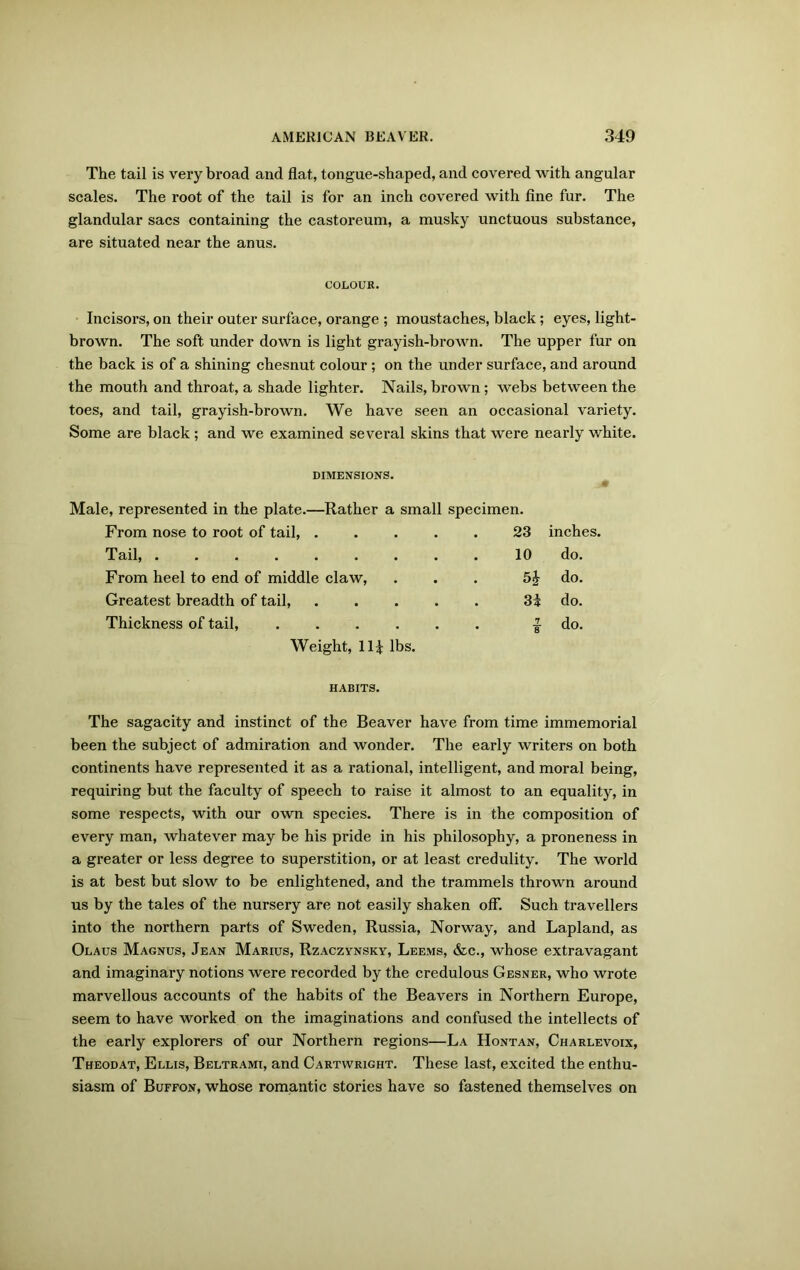 The tail is very broad and flat, tongue-shaped, and covered with angular scales. The root of the tail is for an inch covered with fine fur. The glandular sacs containing the castoreum, a musky unctuous substance, are situated near the anus. COLOUR. Incisors, on their outer surface, orange ; moustaches, black; eyes, light- brown. The soft under down is light grayish-brown. The upper fur on the back is of a shining chesnut colour ; on the under surface, and around the mouth and throat, a shade lighter. Nails, brown; webs between the toes, and tail, grayish-brown. We have seen an occasional variety. Some are black ; and we examined several skins that were nearly white. Male, represented in the plate.—Rather a small specimen. From nose to root of tail, .... 23 inches. Tail, ........ 10 do. From heel to end of middle claw, 5& do. Greatest breadth of tail, .... . 3i do. Thickness of tail, ..... 7 • 8 do. Weight, lli lbs. HABITS. The sagacity and instinct of the Beaver have from time immemorial been the subject of admiration and wonder. The early writers on both continents have represented it as a rational, intelligent, and moral being, requiring but the faculty of speech to raise it almost to an equality, in some respects, with our own species. There is in the composition of every man, whatever may be his pride in his philosophy, a proneness in a greater or less degree to superstition, or at least credulity. The world is at best but slow to be enlightened, and the trammels thrown around us by the tales of the nursery are not easily shaken off. Such travellers into the northern parts of Sweden, Russia, Norway, and Lapland, as Olaus Magnus, Jean Marius, Rzaczynsky, Leems, &c., whose extravagant and imaginary notions were recorded by the credulous Gesner, who wrote marvellous accounts of the habits of the Beavers in Northern Europe, seem to have worked on the imaginations and confused the intellects of the early explorers of our Northern regions—La Hontan, Charlevoix, Theodat, Ellis, Beltrami, and Cartwright. These last, excited the enthu- siasm of Buffon, whose romantic stories have so fastened themselves on