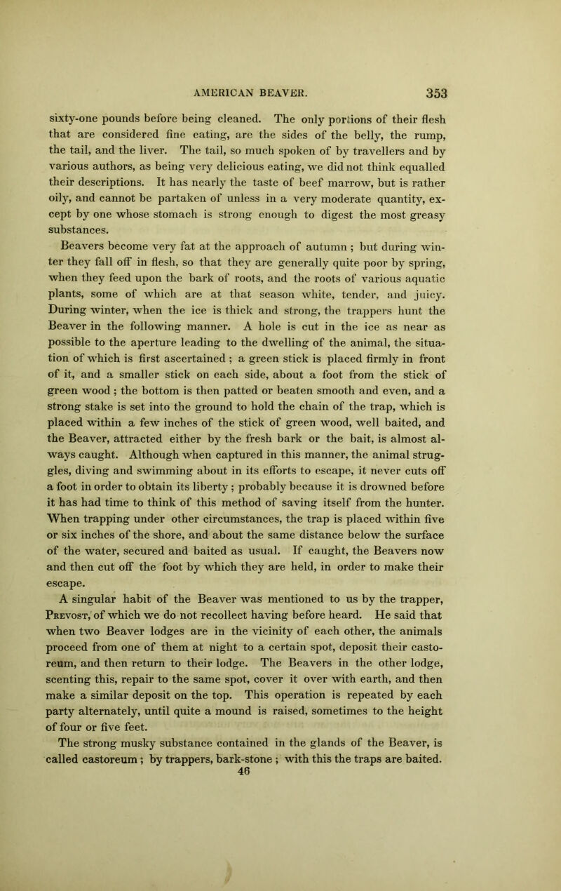 sixty-one pounds before being cleaned. The only portions of their flesh that are considered fine eating, are the sides of the belly, the rump, the tail, and the liver. The tail, so much spoken of by travellers and by various authors, as being very delicious eating, we did not think equalled their descriptions. It has nearly the taste of beef marrow, but is rather oily, and cannot be partaken of unless in a very moderate quantity, ex- cept by one whose stomach is strong enough to digest the most greasy substances. Beavers become very fat at the approach of autumn ; but during win- ter they fall off in flesh, so that they are generally quite poor by spring, when they feed upon the bark of roots, and the roots of various aquatic plants, some of which are at that season white, tender, and juicy. During winter, when the ice is thick and strong, the trappers hunt the Beaver in the following manner. A hole is cut in the ice as near as possible to the aperture leading to the dwelling of the animal, the situa- tion of which is first ascertained ; a green stick is placed firmly in front of it, and a smaller stick on each side, about a foot from the stick of green wood; the bottom is then patted or beaten smooth and even, and a strong stake is set into the ground to hold the chain of the trap, which is placed within a few inches of the stick of green wood, well baited, and the Beaver, attracted either by the fresh bark or the bait, is almost al- ways caught. Although when captured in this manner, the animal strug- gles, diving and swimming about in its efforts to escape, it never cuts off a foot in order to obtain its liberty; probably because it is drowned before it has had time to think of this method of saving itself from the hunter. When trapping under other circumstances, the trap is placed within five or six inches of the shore, and about the same distance below the surface of the water, secured and baited as usual. If caught, the Beavers now and then cut off the foot by which they are held, in order to make their escape. A singular habit of the Beaver was mentioned to us by the trapper, Prevost, of which we do not recollect having before heard. He said that when two Beaver lodges are in the vicinity of each other, the animals proceed from one of them at night to a certain spot, deposit their casto- reum, and then return to their lodge. The Beavers in the other lodge, scenting this, repair to the same spot, cover it over with earth, and then make a similar deposit on the top. This operation is repeated by each party alternately, until quite a mound is raised, sometimes to the height of four or five feet. The strong musky substance contained in the glands of the Beaver, is called castoreum *, by trappers, bark-stone ; with this the traps are baited. 46