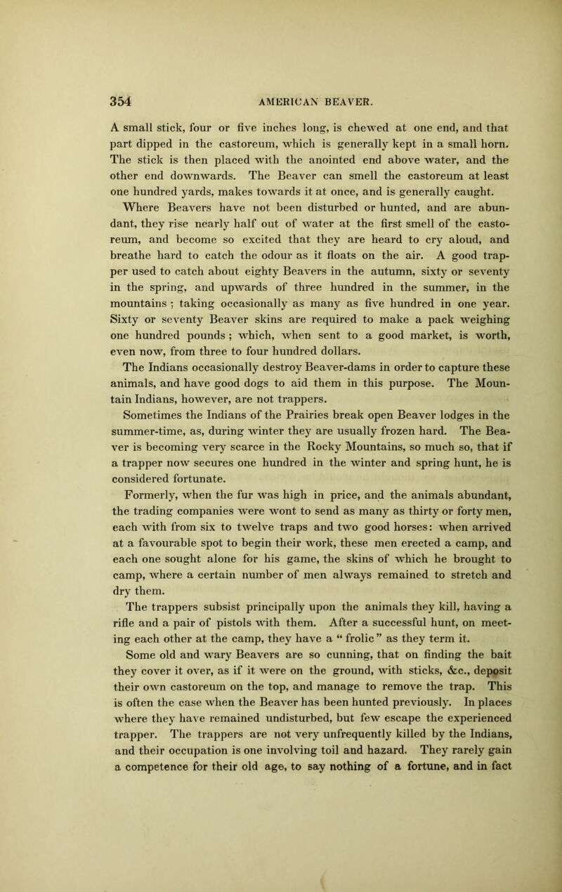 A small stick, four or five inches long, is chewed at one end, and that part dipped in the castoreum, which is generally kept in a small horn. The stick is then placed with the anointed end above water, and the other end downwards. The Beaver can smell the castoreum at least one hundred yards, makes towards it at once, and is generally caught. Where Beavers have not been disturbed or hunted, and are abun- dant, they rise nearly half out of water at the first smell of the casto- reum, and become so excited that they are heard to cry aloud, and breathe hard to catch the odour as it floats on the air. A good trap- per used to catch about eighty Beavers in the autumn, sixty or seventy in the spring, and upwards of three hundred in the summer, in the mountains ; taking occasionally as many as five hundred in one year. Sixty or seventy Beaver skins are required to make a pack weighing one hundred pounds ; which, when sent to a good market, is worth, even now, from three to four hundred dollars. The Indians occasionally destroy Beaver-dams in order to capture these animals, and have good dogs to aid them in this purpose. The Moun- tain Indians, however, are not trappers. Sometimes the Indians of the Prairies break open Beaver lodges in the summer-time, as, during winter they are usually frozen hard. The Bea- ver is becoming very scarce in the Rocky Mountains, so much so, that if a trapper now secures one hundred in the winter and spring hunt, he is considered fortunate. Formerly, when the fur was high in price, and the animals abundant, the trading companies were wont to send as many as thirty or forty men, each with from six to twelve traps and two good horses: when arrived at a favourable spot to begin their work, these men erected a camp, and each one sought alone for his game, the skins of which he brought to camp, where a certain number of men always remained to stretch and dry them. The trappers subsist principally upon the animals they kill, having a rifle and a pair of pistols with them. After a successful hunt, on meet- ing each other at the camp, they have a “ frolic ” as they term it. Some old and wary Beavers are so cunning, that on finding the bait they cover it over, as if it were on the ground, with sticks, &c., deposit their own castoreum on the top, and manage to remove the trap. This is often the case when the Beaver has been hunted previously. In places where they have remained undisturbed, but few escape the experienced trapper. The trappers are not very unfrequently killed by the Indians, and their occupation is one involving toil and hazard. They rarely gain a competence for their old age, to say nothing of a fortune, and in fact