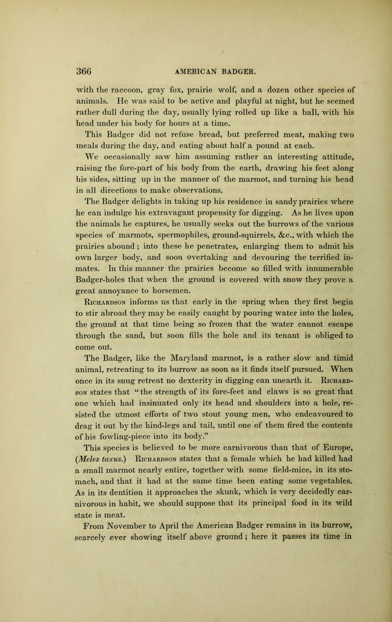 with the raccoon, gray fox, prairie wolf, and a dozen other species of animals. He was said to be active and playful at night, but he seemed rather dull during the day, usually lying rolled up like a ball, with his head under his body for hours at a time. This Badger did not refuse bread, but preferred meat, making two meals during the day, and eating about half a pound at each. We occasionally saw him assuming rather an interesting attitude, raising the fore-part of his body from the earth, drawing his feet along his sides, sitting up in the manner of the marmot, and turning his head in all directions to make observations. The Badger delights in taking up his residence in sandy prairies where he can indulge his extravagant propensity for digging. As he lives upon the animals he captures, he usually seeks out the burrows of the various species of marmots, spermophiles, ground-squirrels, &c., with which the prairies abound ; into these he penetrates, enlarging them to admit his own larger body, and soon overtaking and devouring the terrified in- mates. In this manner the prairies become so filled with innumerable Badger-holes that when the ground is covered with snow they prove a great annoyance to horsemen. Richardson informs us that early in the spring when they first begin to stir abroad they may be easily caught by pouring water into the holes, the ground at that time being so frozen that the water cannot escape through the sand, but soon fills the hole and its tenant is obliged to come out. The Badger, like the Maryland marmot, is a rather slow and timid animal, retreating to its burrow as soon as it finds itself pursued. When once in its snug retreat no dexterity in digging can unearth it. Richard- son states that “ the strength of its fore-feet and claws is so great that one which had insinuated only its head and shoulders into a hole, re- sisted the utmost efforts of two stout young men, who endeavoured to drag it out by the hind-legs and tail, until one of them fired the contents of his fowling-piece into its body.” This species is believed to be more carnivorous than that of Europe, (Meles taxus.) Richardson states that a female which he had killed had a small marmot nearly entire, together with some field-mice, in its sto- mach, and that it had at the same time been eating some vegetables. As in its dentition it approaches the skunk, which is very decidedly car- nivorous in habit, we should suppose that its principal food in its wild state is meat. From November to April the American Badger remains in its burrow, scarcely ever showing itself above ground; here it passes its time in