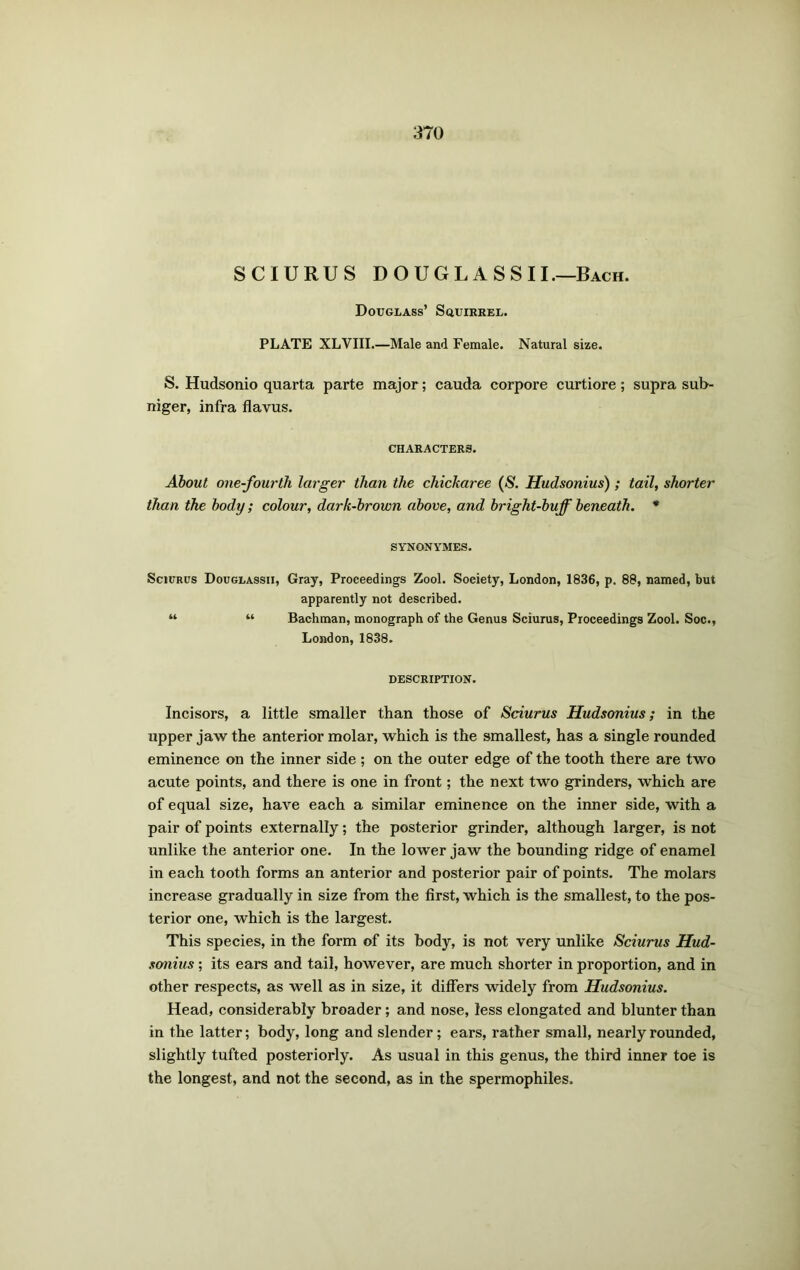 SCIURUS DOUGLASSII.—Bach. Douglass’ Squirrel. PLATE XLVIII.—Male and Female. Natural size. S. Hudsonio quarta parte major; cauda corpore curtiore; supra sub- niger, infra flavus. CHARACTERS. About one-fourtli larger than the chickaree (S. Hudsonius) ; tail, shorter than the body; colour, dark-brown above, and bright-buff beneath. * SYNONYMES. Sciurus Douglassii, Gray, Proceedings Zool. Soeiety, London, 1836, p. 88, named, but apparently not described. u “ Bachman, monograph of the Genus Sciurus, Proceedings Zool. Soc., London, 1838. DESCRIPTION. Incisors, a little smaller than those of Sciurus Hudsonius; in the upper jaw the anterior molar, which is the smallest, has a single rounded eminence on the inner side ; on the outer edge of the tooth there are two acute points, and there is one in front; the next two grinders, which are of equal size, have each a similar eminence on the inner side, with a pair of points externally; the posterior grinder, although larger, is not unlike the anterior one. In the lower jaw the bounding ridge of enamel in each tooth forms an anterior and posterior pair of points. The molars increase gradually in size from the first, which is the smallest, to the pos- terior one, which is the largest. This species, in the form of its body, is not very unlike Sciurus Hud- sonius ; its ears and tail, however, are much shorter in proportion, and in other respects, as well as in size, it differs widely from Hudsonius. Head, considerably broader; and nose, less elongated and blunter than in the latter; body, long and slender; ears, rather small, nearly rounded, slightly tufted posteriorly. As usual in this genus, the third inner toe is the longest, and not the second, as in the spermophiles.