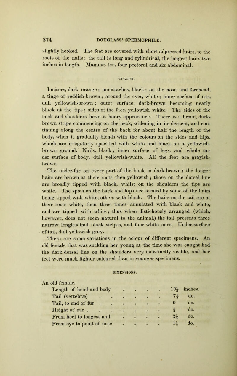 slightly hooked. The feet are covered with short adpressed hairs, to the roots of the nails ; the tail is long and cylindrical, the longest hairs two inches in length. Mammae ten, four pectoral and six abdominal. COLOUR. Incisors, dark orange ; moustaches, black; on the nose and forehead, a tinge of reddish-brown; around the eyes, white ; inner surface of ear, dull yellowish-brown ; outer surface, dark-brown becoming nearly black at the tips ; sides of the face, yellowish white. The sides of the neck and shoulders have a hoary appearance. There is a broad, dark- brown stripe commencing on the neck, widening in its descent, and con- tinuing along the centre of the back for about half the length of the body, when it gradually blends with the colours on the sides and hips, which are irregularly speckled with white and black on a yellowish- brown ground. Nails, black; inner surface of legs, and whole un- der surface of body, dull yellowish-white. All the feet are grayish- brown. The under-fur on every part of the back is dark-brown; the longer hairs are brown at their roots, then yellowish; those on the dorsal line are broadly tipped with black, whilst on the shoulders the tips are white. The spots on the back and hips are formed by some of the hairs being tipped with white, others with black. The hairs on the tail are at their roots white, then three times annulated with black and white, and are tipped with white ; thus when distichously arranged (which, however, does not seem natural to the animal,) the tail presents three narrow longitudinal black stripes, and four white ones. Under-surface of tail, dull yellowish-gray. There are some variations in the colour of different specimens. An old female that was suckling her young at the time she was caught had the dark dorsal line on the shoulders very indistinctly visible, and her feet were much lighter coloured than in younger specimens, DIMENSIONS. An old female. Length of head and body .... 134 inches. Tail (vertebrae) ...... 7i do. Tail, to end of fur 9 do. Height of ear ....... i do. From heel to longest nail .... 2£ do. From eye to point of nose .... n do.