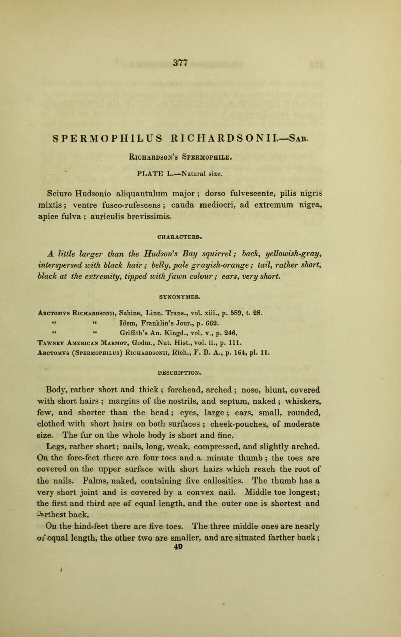 SPERMOPHILUS RICHARDSONIL—Sab. Richardson’s Spermophile. PLATE L.—Natural size. Sciuro Hudsonio aliquantulum major; dorso fulvescente, pilis nigris mixtis; ventre fusco-rufescens; cauda mediocri, ad extremum nigra, apice fulva; auriculis brevissimis. CHARACTERS. A little larger than the Hudson’s Bay squirrel; back, yellowish-gray, interspersed with black hair ; belly, pale grayish-orange ; tail, rather short, black at the extremity, tipped with fawn colour; ears, very short. SYNONYMES. Arctomys Richardsonii, Sabine, Linn. Trans., vol. xiii., p. 589, t. 28. “ “ Idem, Franklin’s Jour., p. 662. “ “ Griffith’s An. Kingd., vol. v., p. 246. Tawney American Marmot, Godm., Nat. Hist., vol. ii., p. 111. Arctomys (Spermophilus) Richardsonii, Rich., F. B. A., p. 164, pi. 11. DESCRIPTION. Body, rather short and thick; forehead, arched ; nose, blunt, covered with short hairs ; margins of the nostrils, and septum, naked ; whiskers, few, and shorter than the head; eyes, large; ears, small, rounded, clothed with short hairs on both surfaces ; cheek-pouches, of moderate size. The fur on the whole body is short and fine. Legs, rather short; nails, long, weak, compressed, and slightly arched. On the fore-feet there are four toes and a minute thumb ; the toes are covered on the upper surface with short hairs which reach the root of the nails. Palms, naked, containing five callosities. The thumb has a very short joint and is covered by a convex nail. Middle toe longest; the first and third are of equal length, and the outer one is shortest and -arthest back. On the hind-feet there are five toes. The three middle ones are nearly of equal length, the other two are smaller, and are situated farther back; 49