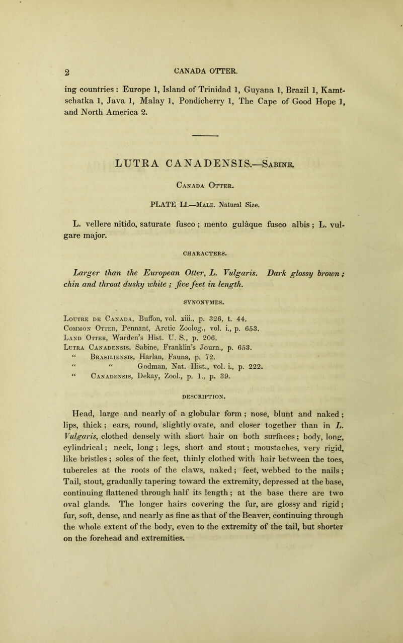 ing countries: Europe 1, Island of Trinidad 1, Guyana 1, Brazil 1, Kamt- schatka 1, Java 1, Malay 1, Pondicherry 1, The Cape of Good Hope 1, and North America 2. LUTKA CANADENSIS.—Sabine. Canada Otter. PLATE LI.—Male. Natural Size. L. veil ere nitido, saturate fusco ; mento gulaque fusco albis; L. vul- gare major. CHARACTERS. Larger than the European Otter, L. Vulgaris. Dark glossy brown ; chin and throat dusky white ; five feet in length. SYNONYMES. Loutre de Canada, Buffon, vol. viii., p. 326, t. 44. Common Otter, Pennant, Arctic Zoolog., vol. i., p. 653. Land Otter, Warden’s Hist. U. S., p. 206. Lutra Canadensis, Sabine, Franklin’s Journ., p. 653. “ Brasiliensis, Harlan, Fauna, p. 72. “ “ Godman, Nat. Hist., vol. i., p. 222. “ Canadensis, Dekay, Zool., p. 1., p. 39. DESCRIPTION. Head, large and nearly of a globular form ; nose, blunt and naked ; lips, thick ; ears, round, slightly ovate, and closer together than in L. Vulgaris, clothed densely with short hair on both surfaces; body, long, cylindrical; neck, long ; legs, short and stout; moustaches, very rigid, like bristles ; soles of the feet, thinly clothed with hair between the toes, tubercles at the roots of the claws, naked; feet, webbed to the nails; Tail, stout, gradually tapering toward the extremity, depressed at the base, continuing flattened through half its length; at the base there are two oval glands. The longer hairs covering the fur, are glossy and rigid; fur, soft, dense, and nearly as fine as that of the Beaver, continuing through the whole extent of the body, even to the extremity of the tail, but shorter on the forehead and extremities.