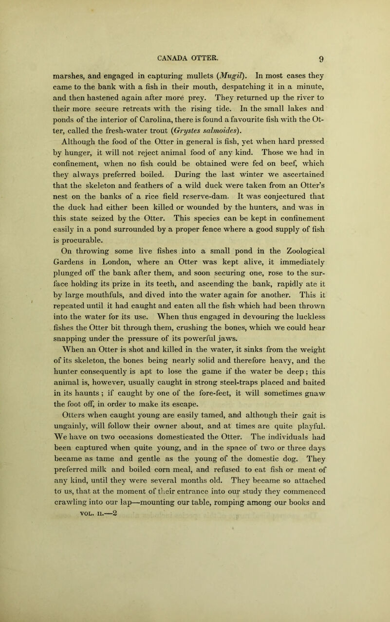 marshes, and engaged in capturing mullets (Mugil). In most cases they came to the bank with a fish in their mouth, despatching it in a minute, and then hastened again after more prey. They returned up the river to their more secure retreats with the rising tide. In the small lakes and ponds of the interior of Carolina, there is found a favourite fish with the Ot- ter, called the fresh-water trout (Grystes salmoides). Although the food of the Otter in general is fish, yet when hard pressed by hunger, it will not reject animal food of any kind. Those we had in confinement, when no fish could be obtained were fed on beef, which they always preferred boiled. During the last winter we ascertained that the skeleton and feathers of a wild duck were taken from an Otter’s nest on the banks of a rice field reserve-dam. It was conjectured that the duck had either been killed or wounded by the hunters, and was in this state seized by the Otter. This species can be kept in confinement easily in a pond surrounded by a proper fence where a good supply of fish is procurable. On throwing some live fishes into a small pond in the Zoological Gardens in London, where an Otter was kept alive, it immediately plunged off the bank after them, and soon securing one, rose to the sur- face holding its prize in its teeth, and ascending the bank, rapidly ate it by large mouthfuls, and dived into the water again for another. This it repeated until it had caught and eaten all the fish which had been thrown into the water for its use. When thus engaged in devouring the luckless fishes the Otter bit through them, crushing the bones, which we could hear snapping under the pressure of its powerful jaws. When an Otter is shot and killed in the water, it sinks from the weight of its skeleton, the bones being nearly solid and therefore heavy, and the hunter consequently is apt to lose the game if the water be deep; this animal is, however, usually caught in strong steel-traps placed and baited in its haunts ; if caught by one of the fore-feet, it will sometimes gnaw the foot off, in order to make its escape. Otters when caught young are easily tamed, and although their gait is ungainly, will follow their owner about, and at times are quite playful. We have on two occasions domesticated the Otter. The individuals had been captured when quite young, and in the space of two or three days became as tame and gentle as the young of the domestic dog. They preferred milk and boiled corn meal, and refused to eat fish or meat of any kind, until they were several months old. They became so attached to us, that at the moment of their entrance into our study they commenced crawling into our lap—mounting our table, romping among our books and VOL. II.—2