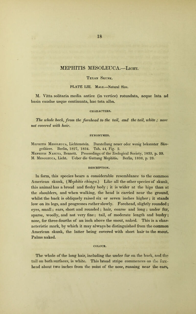 MEPHITIS MESOLEUCA.—Licht. Texan Skunk. PLATE LIII. Male.—Natural Size. M. Vitta solitaria media antice (in vertice) rotundata, acque lata ad basin caudae usque continuata, hac tota alba. CHARACTERS. The whole hack, from the forehead to the tail, and the tail, white ; nose not covered with hair. SYNONYMES. Mephitis Mesoleuca, Lichtenstein. Darstellung neuer oder wenig bekannter Sau- getliiere. Berlin, 1827, 1834. Tab. 44, Fig. 2. Mephitis Nasuta, Bennett. Proceedings of the Zoological Society, 1833, p. 39. M. Mesoleuca, Licht. Ueber die Gattung Mephitis. Berlin, 1838, p. 23. DESCRIPTION. In form, this species bears a considerable resemblance to the common American skunk, (Mephitis chinga.) Like all the other species of skunk, this animal has a broad and fleshy body ; it is wider at the hips than at the shoulders, and when walking, the head is carried near the ground, whilst the back is obliquely raised six or seven inches higher ; it stands low on its legs, and progresses rather slowly. Forehead, slightly rounded ; eyes, small; ears, short and rounded ; hair, coarse and long ; under fur, sparse, woolly, and not very fine; tail, of moderate length and bushy; nose, for three-fourths of an inch above the snout, naked. This is a char- acteristic mark, by which it may always be distinguished from the common American skunk, the latter being covered with short hair to the snout. Palms naked. COLOUR. The whole of the long hair, including the under fur on the back, and the tail on both surfaces, is white. This broad stripe commences on the fore- head about two inches from the point of the nose, running near the ears,