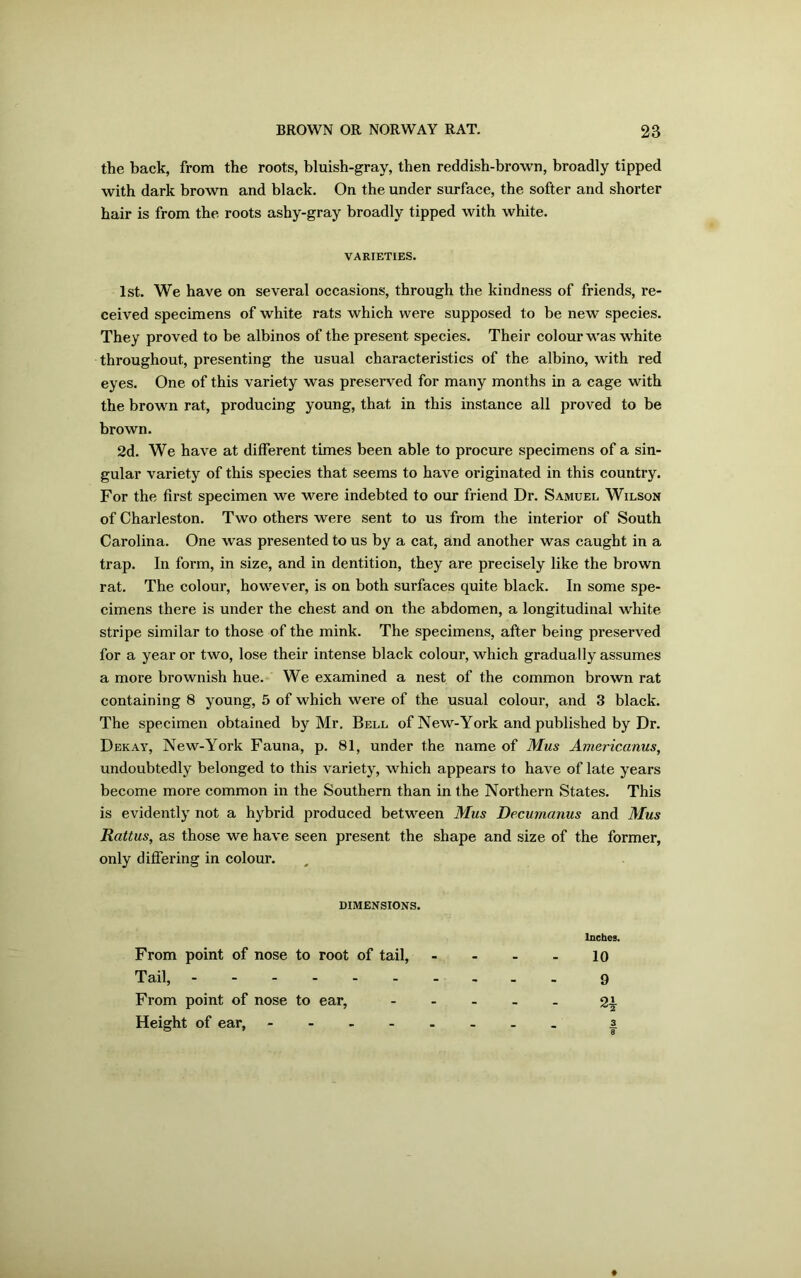 the back, from the roots, bluish-gray, then reddish-brown, broadly tipped with dark brown and black. On the under surface, the softer and shorter hair is from the roots ashy-gray broadly tipped with white. VARIETIES. 1st. We have on several occasions, through the kindness of friends, re- ceived specimens of white rats which were supposed to be new species. They proved to be albinos of the present species. Their colour was white throughout, presenting the usual characteristics of the albino, with red eyes. One of this variety was preserved for many months in a cage with the brown rat, producing young, that in this instance all proved to be brown. 2d. We have at different times been able to procure specimens of a sin- gular variety of this species that seems to have originated in this country. For the first specimen we were indebted to our friend Dr. Samuel Wilson of Charleston. Two others were sent to us from the interior of South Carolina. One was presented to us by a cat, and another was caught in a trap. In form, in size, and in dentition, they are precisely like the brown rat. The colour, however, is on both surfaces quite black. In some spe- cimens there is under the chest and on the abdomen, a longitudinal white stripe similar to those of the mink. The specimens, after being preserved for a year or two, lose their intense black colour, which gradually assumes a more brownish hue. We examined a nest of the common brown rat containing 8 young, 5 of which were of the usual colour, and 3 black. The specimen obtained by Mr. Bell of New-York and published by Dr. Dekay, New-York Fauna, p. 81, under the name of Mus Americanus, undoubtedly belonged to this variety, which appears to have of late years become more common in the Southern than in the Northern States. This is evidently not a hybrid produced between Mus Decumanus and Mus Rattus, as those we have seen present the shape and size of the former, only differing in colour. DIMENSIONS. Inches. From point of nose to root of tail, - - - - lo Tail, 9 From point of nose to ear, Height of ear, |