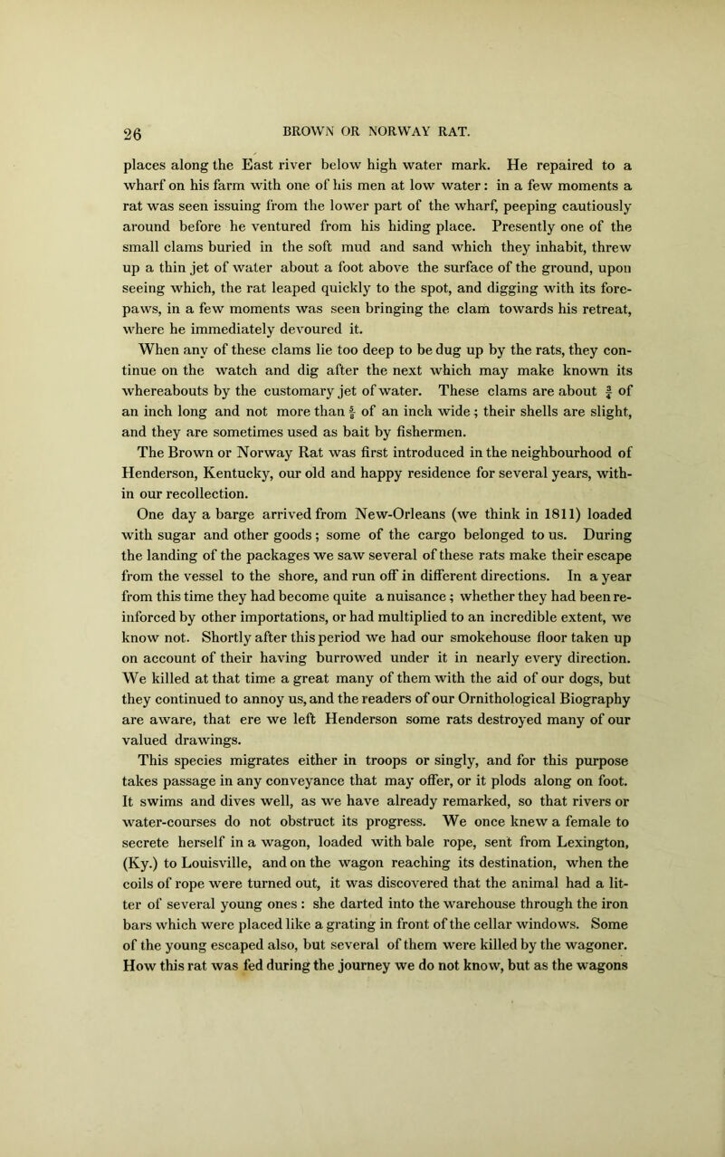 places along the East river below high water mark. He repaired to a wharf on his farm with one of his men at low water: in a few moments a rat was seen issuing from the lower part of the wharf, peeping cautiously around before he ventured from his hiding place. Presently one of the small clams buried in the soft mud and sand which they inhabit, threw up a thin jet of water about a foot above the surface of the ground, upon seeing which, the rat leaped quickly to the spot, and digging with its fore- paws, in a few moments was seen bringing the clam towards his retreat, where he immediately devoured it. When any of these clams lie too deep to be dug up by the rats, they con- tinue on the watch and dig after the next which may make known its whereabouts by the customary jet of water. These clams are about £ of an inch long and not more than f of an inch wide; their shells are slight, and they are sometimes used as bait by fishermen. The Brown or Norway Rat was first introduced in the neighbourhood of Henderson, Kentucky, our old and happy residence for several years, with- in our recollection. One day a barge arrived from New-Orleans (we think in 1811) loaded with sugar and other goods; some of the cargo belonged to us. During the landing of the packages we saw several of these rats make their escape from the vessel to the shore, and run off in different directions. In a year from this time they had become quite a nuisance; whether they had been re- inforced by other importations, or had multiplied to an incredible extent, we know not. Shortly after this period we had our smokehouse floor taken up on account of their having burrowed under it in nearly every direction. We killed at that time a great many of them with the aid of our dogs, but they continued to annoy us, and the readers of our Ornithological Biography are aware, that ere we left Henderson some rats destroyed many of our valued drawings. This species migrates either in troops or singly, and for this purpose takes passage in any conveyance that may offer, or it plods along on foot. It swims and dives well, as we have already remarked, so that rivers or water-courses do not obstruct its progress. We once knew a female to secrete herself in a wagon, loaded with bale rope, sent from Lexington, (Ky.) to Louisville, and on the wagon reaching its destination, when the coils of rope were turned out, it was discovered that the animal had a lit- ter of several young ones : she darted into the warehouse through the iron bars which were placed like a grating in front of the cellar windows. Some of the young escaped also, but several of them were killed by the wagoner. How this rat was fed during the journey we do not know, but as the wagons