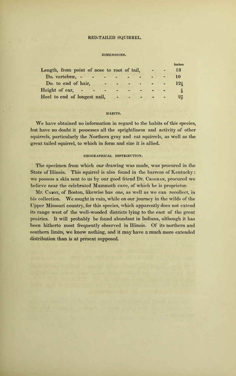 RED-TAILED SQUIRREL. DIMENSIONS. Inches Length, from point of nose to root of tail, - - 13 Do. vertebrae, - 10 Do. to end of hair, ........ 12^ Height of ear, i Heel to end of longest nail, .... - 2} HABITS. We have obtained no information in regard to the habits of this species, but have no doubt it possesses all the sprightliness and activity of other squirrels, particularly the Northern gray and cat squirrels, as well as the great tailed squirrel, to which in form and size it is allied. GEOGRAPHICAL DISTRIBUTION. The specimen from which our drawing was made, was procured in the State of Illinois. This squirrel is also found in the barrens of Kentucky: we possess a skin sent to us by our good friend Dr. Croghan, procured we believe near the celebrated Mammoth cave, of which he is proprietor. Mr. Cabot, of Boston, likewise has one, as well as we can recollect, in his collection. We sought in vain, while on our journey in the wilds of the Upper Missouri country, for this species, which apparently does not extend its range west of the well-wooded districts lying to the east of the great prairies. It will probably be found abundant in Indiana, although it has been hitherto most frequently observed in Illinois. Of its northern and southern limits, we know nothing, and it may have a much more extended distribution than is at present supposed.