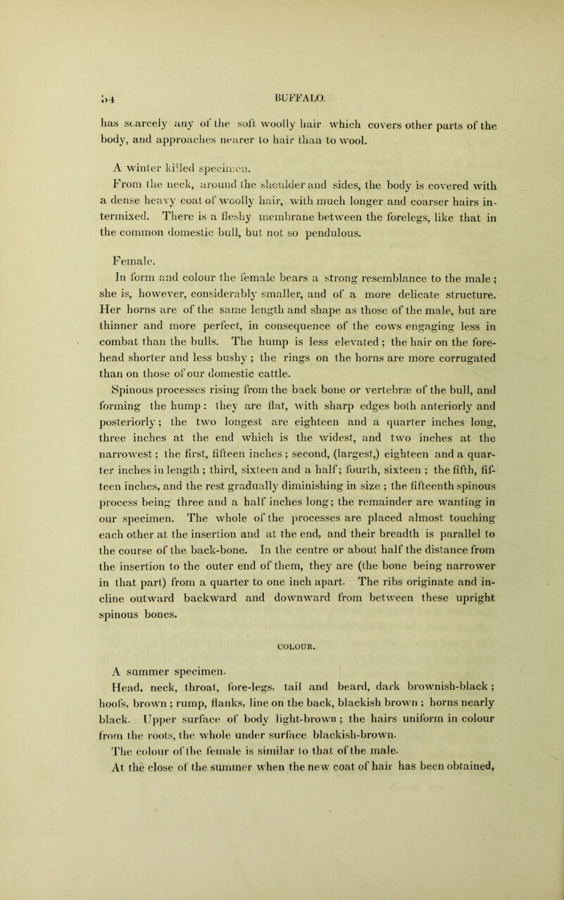has scarcely any of the soft woolly hair which covers other parts of the body, and approaches nearer to hair than to wool. A winter killed specimen. From ihe neck, around the shoulder and sides, the body is covered with a dense heavy coat of woolly hair, with much longer and coarser hairs in- termixed. There is a fleshy membrane between the forelegs, like that in the common domestic bull, but not so pendulous. Female. In form and colour the iemale bears a strong resemblance to the male; she is, however, considerably smaller, and of a more delicate structure. Her horns are of the same length and shape as those of the male, but are thinner and more perfect, in consequence of the cows engaging less in combat than the bulls. The hump is less elevated ; the hair on the fore- head shorter and less bushy ; the rings on the horns are more corrugated than on those of our domestic cattle. Spinous processes rising from the back bone or vertebras of the bull, and forming the hump : they are flat, with sharp edges both anteriorly and posteriorly; the two longest are eighteen and a quarter inches long, three inches at the end which is the widest, and two inches at the narrowest; the first, fifteen inches ; second, (largest,) eighteen and a quar- ter inches in length ; third, sixteen and a half; fourth, sixteen ; the fifth, fif- teen inches, and the rest gradually diminishing in size ; the fifteenth spinous process being three and a half inches long; the remainder are wanting in our specimen. The whole of the processes are placed almost touching each other at the insertion and at the end, and their breadth is parallel to the course of the back-bone. In the centre or about half the distance from the insertion to the outer end of them, they are (the bone being narrower in that part) from a quarter to one inch apart. The ribs originate and in- cline outward backward and downward from between these upright spinous bones. COLOUR. A summer specimen. Head, neck, throat, fore-legs, tail and beard, dark brownish-black; hoofs, brown ; rump, flanks, line on the back, blackish brown ; horns nearly black. Upper surface of body light-brown ; the hairs uniform in colour from the roots, the whole under surface blackish-brown. The colour of the female is similar to that of the male. At the close of the summer when the new coat of hair has been obtained,