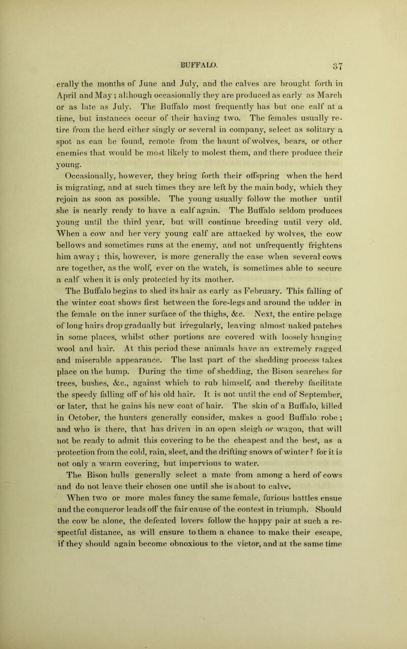 o l erally the months of June and July, and the calves are brought forth in April and May ; although occasionally they are produced as early as March or as late as July. The Buffalo most frequently has but one calf at a time, but instances occur of their having two. The females usually re- tire from the herd either singly or several in company, select as solitary a spot as can be found, remote from the haunt of wolves, bears, or other enemies that would be most likely to molest them, and there produce their young. Occasionally, however, they bring forth their offspring when the herd is migrating, and at such times they are left by the main body, which they rejoin as soon as possible. The young usually follow the mother until she is nearly ready to have a calf again. The Buffalo seldom produces young until the third year, but will continue breeding until very old. When a cow and her very young calf are attacked by wolves, the cow bellows and sometimes runs at the enemy, and not unfrequently frightens him away ; this, however, is more generally the case when several cows are together, as the wolf, ever on the watch, is sometimes able to secure, a calf when it is only protected by its mother. The Buffalo begins to shed its hair as early as February. This falling of the winter coat shows first between the fore-legs and around the udder in the female on the inner surface, of the thighs, &c. Next, the entire pelage of long hairs drop gradually but irregularly, leaving almost naked patches in some places, whilst other portions are covered with loosely hanging wool and hair. At this period these animals have an extremely ragged and miserable appearance. The last part of the shedding process takes place on the hump. During the time of shedding, the Bison searches for trees, bushes, &c., against which to rub himself, and thereby facilitate the speedy falling off of his old hair. It is not until the end of September, or later, that he gains his new coat of hair. The skin of a Buffalo, killed in October, the hunters generally consider, makes a good Buffalo robe ; and who is there, that has driven in an open sleigh or wagon, that will not be ready to admit this covering to be the cheapest and the best, as a protection from the cold, rain, sleet, and the drifting snows of winter ? for it is not only a warm covering, but impervious to water. The Bison bulls generally select a mate from among a herd of cows and do not leave their chosen one until she is about to calve. When two or more males fancy the same female, furious battles ensue and the conqueror leads off the fair cause of the contest in triumph. Should the cow be alone, the defeated lovers follow the happy pair at such a re- spectful distance, as will ensure to them a chance to make their escape, if they should again become obnoxious to the victor, and at the same time