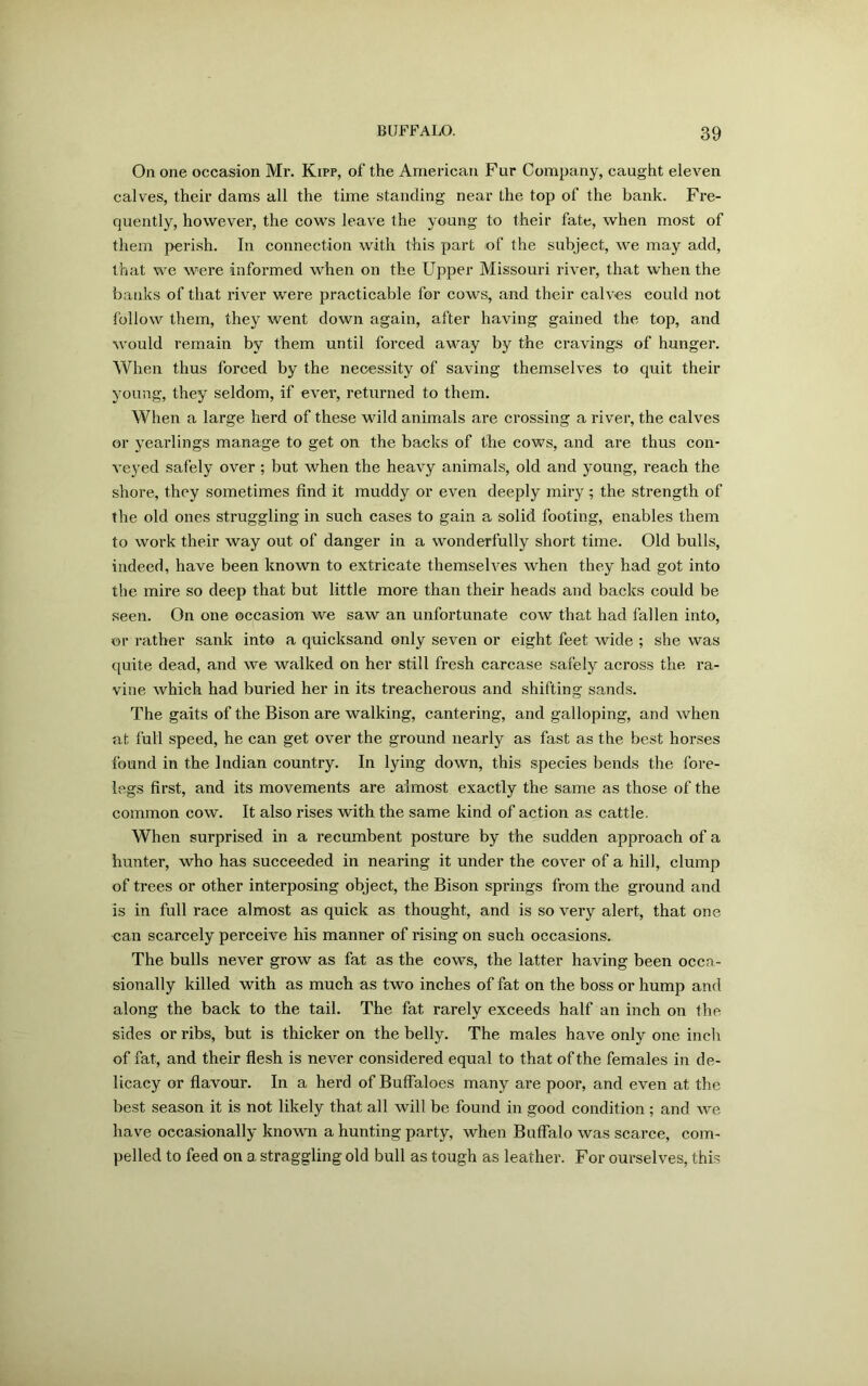 On one occasion Mr. Kipp, of the American Fur Company, caught eleven calves, their dams all the time standing near the top of the bank. Fre- quently, however, the cows leave the young to their fate, when most of them perish. In connection with this part of the subject, we may add, that we were informed when on the Upper Missouri river, that when the banks of that river were practicable for cows, and their calves could not follow them, they went down again, after having gained the top, and would remain by them until forced away by the cravings of hunger. When thus forced by the necessity of saving themselves to quit their young, they seldom, if ever, returned to them. When a large herd of these wild animals are crossing a river, the calves or yearlings manage to get on the backs of the cows, and are thus con- veyed safely over ; but when the heavy animals, old and young, reach the shore, they sometimes find it muddy or even deeply miry; the strength of the old ones struggling in such cases to gain a solid footing, enables them to work their way out of danger in a wonderfully short time. Old bulls, indeed, have been known to extricate themselves when they had got into the mire so deep that but little more than their heads and backs could be seen. On one occasion we saw an unfortunate cow that had fallen into, or rather sank into a quicksand only seven or eight feet wide ; she was quite dead, and we walked on her still fresh carcase safely across the ra- vine which had buried her in its treacherous and shifting sands. The gaits of the Bison are walking, cantering, and galloping, and when at full speed, he can get over the ground nearly as fast as the best horses found in the Indian country. In lying down, this species bends the fore- legs first, and its movements are almost exactly the same as those of the common cow. It also rises with the same kind of action as cattle. When surprised in a recumbent posture by the sudden approach of a hunter, who has succeeded in nearing it under the cover of a hill, clump of trees or other interposing object, the Bison springs from the ground and is in full race almost as quick as thought, and is so very alert, that one can scarcely perceive his manner of rising on such occasions. The bulls never grow as fat as the cows, the latter having been occa- sionally killed with as much as two inches of fat on the boss or hump and along the back to the tail. The fat rarely exceeds half an inch on the sides or ribs, but is thicker on the belly. The males have only one inch of fat, and their flesh is never considered equal to that of the females in de- licacy or flavour. In a herd of Buffaloes many are poor, and even at the best season it is not likely that all will be found in good condition ; and we have occasionally known a hunting party, when Buffalo was scarce, com- pelled to feed on a straggling old bull as tough as leather. For ourselves, this