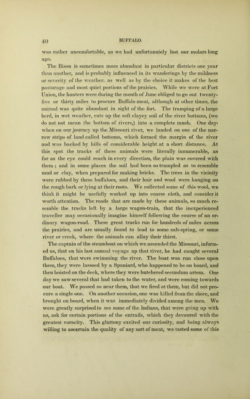 was rather uncomfortable, as we had unfortunately lost our molars long ago. The Bison is sometimes more abundant in particular districts one year than another, and is probably influenced in its wanderings by the mildness or severity of the weather, as well as by the choice it makes of the best pasturage and most quiet portions of the prairies. While we were at Fort Union, the hunters were during the month of June obliged to go out twenty- five or thirty miles to procure Buffalo meat, although at other times, the animal was quite abundant in sight of the fort. The tramping of a large herd, in wet weather, cuts up the soft clayey soil of the river bottoms, (we do not not mean the bottom of rivers,) into a complete mush. One day* when on our journey up the Missouri river, we landed on one of the nar- row strips of land called bottoms, which formed the margin of the river and was backed by hills of considerable height at a short distance. At this spot the tracks of these animals were literally innumerable, as far as the eye could reach in every direction, the plain was covered with them ; and in some places the soil had been so trampled as to resemble mud or clay, when prepared for making bricks. The trees in the vicinity were rubbed by these buffaloes, and their hair and wool were hanging on the rough bark or lying at their roots. We collected some of this wool, we think it might be usefully worked up into coarse cloth, and consider it worth attention. The roads that are made by these animals, so much re- semble the tracks left by a large wagon-train, that the inexperienced traveller may occasionally imagine himself following the course of an or- dinary wagon-road. These great tracks run for hundreds of miles across the prairies, and are usually found to lead to some salt-spring, or some river or creek, where the animals can allay their thirst. The captain of the steamboat on which we ascended the Missouri, inform- ed us, that on his last annual voyage up that river, he had caught several Buffaloes, that were swimming the river. The boat was run close upon them, they were lassoed by a Spaniard, who happened to be on board, and then hoisted on the deck, where they were butchered secundum artem. One day we saw several that had taken to the water, and were coming towards our boat. We passed so near them, that we fired at them, but did not pro- cure a single one. On another occasion, one was killed from the shore, and brought on board, when it was immediately divided among the men. We were greatly surprised to see some of the Indians, that were going up with us, ask for certain portions of the entrails, which they devoured with the greatest voracity. This gluttony excited our curiosity, and being always willing to ascertain the quality of any sort of meat, we tasted some of this