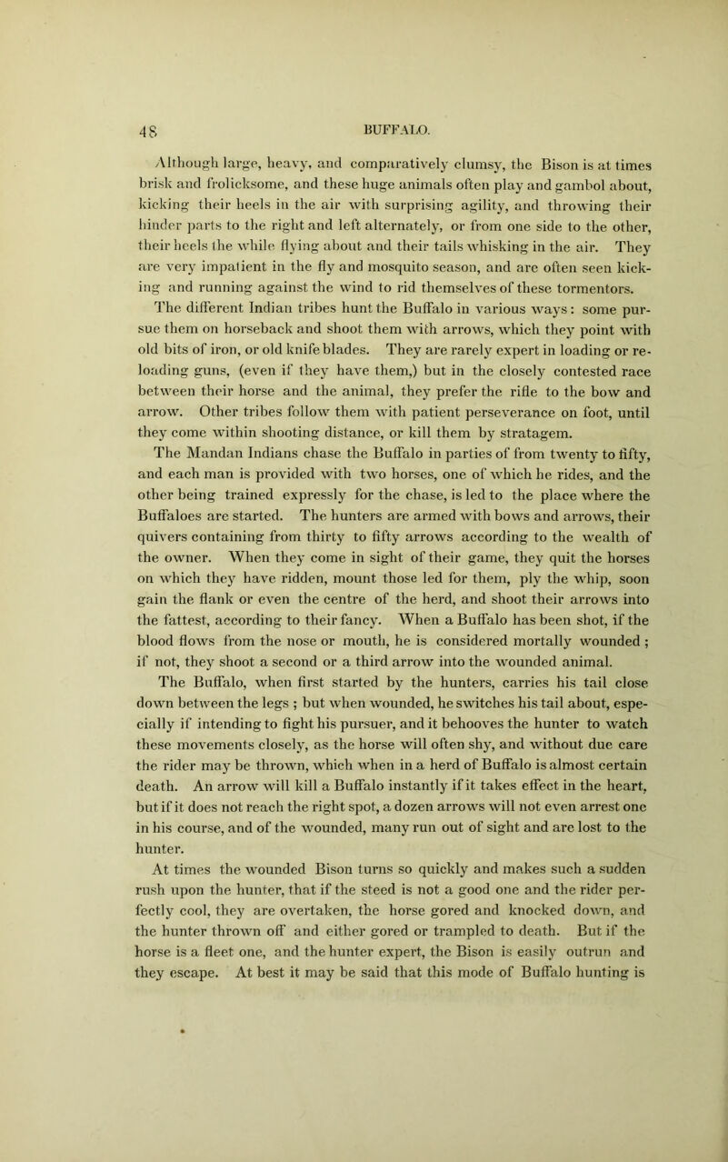 Although large, heavy, and comparatively clumsy, the Bison is at times brisk and frolicksome, and these huge animals often play and gambol about, kicking their heels in the air with surprising agility, and throwing their hinder parts to the right and left alternately, or from one side to the other, their heels the while flying about and their tails whisking in the air. They are very impatient in the fly and mosquito season, and are often seen kick- ing and running against the wind to rid themselves of these tormentors. The different Indian tribes hunt the Buffalo in various ways: some pur- sue them on horseback and shoot them with arrows, which they point with old bits of iron, or old knife blades. They are rarely expert in loading or re- loading guns, (even if they have them,) but in the closely contested race between their horse and the animal, they prefer the rifle to the bow and arrow. Other tribes follow them with patient perseverance on foot, until they come within shooting distance, or kill them by stratagem. The Mandan Indians chase the Buffalo in parties of from twenty to fifty, and each man is provided with two horses, one of which he rides, and the other being trained expressly for the chase, is led to the place where the Buffaloes are started. The hunters are armed with bows and arrows, their quivers containing from thirty to fifty arrows according to the wealth of the owner. When they come in sight of their game, they quit the horses on which they have ridden, mount those led for them, ply the whip, soon gain the flank or even the centre of the herd, and shoot their arrows into the fattest, according to their fancy. When a Buffalo has been shot, if the blood flows from the nose or mouth, he is considered mortally wounded ; if not, they shoot a second or a third arrow into the wounded animal. The Buffalo, when first started by the hunters, carries his tail close down between the legs ; but when wounded, he switches his tail about, espe- cially if intending to fight his pursuer, and it behooves the hunter to watch these movements closely, as the horse will often shy, and without due care the rider may be thrown, which when in a herd of Buffalo is almost certain death. An arrow will kill a Buffalo instantly if it takes effect in the heart, but if it does not reach the right spot, a dozen arrows will not even arrest one in his course, and of the wounded, many run out of sight and are lost to the hunter. At times the wounded Bison turns so quickly and makes such a sudden rush upon the hunter, that if the steed is not a good one and the rider per- fectly cool, they are overtaken, the horse gored and knocked down, and the hunter thrown off and either gored or trampled to death. But if the horse is a fleet one, and the hunter expert, the Bison is easily outrun and they escape. At best it may be said that this mode of Buffalo hunting is