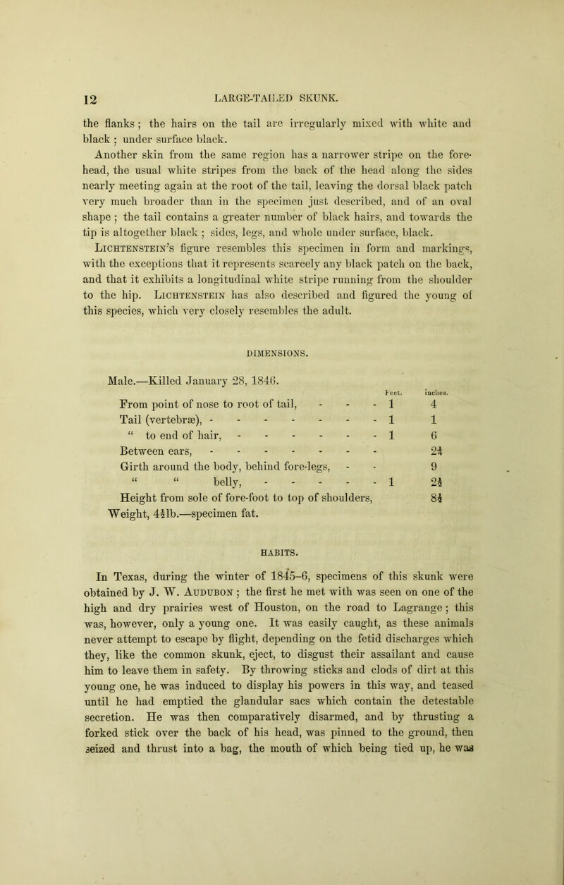 the flanks ; the hairs on the tail are irregularly mixed with white and black ; under surface black. Another skin from the same region has a narrower stripe on the fore- head, the usual white stripes from the back of the head along the sides nearly meeting again at the root of the tail, leaving the dorsal black patch very much broader than in the specimen just described, and of an oval shape ; the tail contains a greater number of black hairs, and towards the tip is altogether black ; sides, legs, and whole under surface, black. Lichtenstein’s figure resembles this specimen in form and markings, with the exceptions that it represents scarcely any black patch on the back, and that it exhibits a longitudinal white stripe running from the shoulder to the hip. Lichtenstein has also described and figured the youug of this species, which very closely resembles the adult. DIMENSIONS. Male.—Killed January 28, 1846. Peet. indies. From point of nose to root of tail. 1 4 Tail (vertebi’Ee), 1 1 “ to end of hair, Between ears, 1 6 2i Girth around the body, behind fore-legs. 9 “ “ belly, 1 2i Height from sole of fore-foot to top of shoulders. Si Weight, 4ilb.—specimen fat. HABITS. In Texas, during the winter of 1845-6, specimens of this skunk were obtained by J. W. Audubon ; the first he met with was seen on one of the high and dry prairies west of Houston, on the road to Lagrange; this was, however, only a young one. It was easily caught, as these animals never attempt to escape by flight, depending on the fetid dischai’ges which they, like the common skunk, eject, to disgust their assailant and cause him to leave them in safety. By throwing sticks and clods of dirt at this young one, he was induced to display his powers in this way, and teased until he had emptied the glandular sacs which contain the detestable secretion. He was then comparatively disarmed, and by thrusting a forked stick over the back of his head, was pinned to the ground, then seized and thrust into a bag, the mouth of which being tied up, he waa