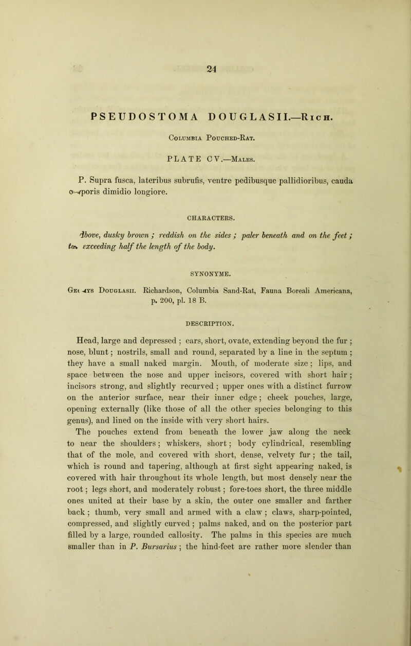 PSEUDOSTOMA D O U G L A S IL—Ric h. Columbia Pouched-Rat. PLATE CV.—Males. P. Supra fusca, lateribus subrufis, ventre pedibusque pallidioribus, cauda owporis dimidio longiore. CHARACTERS. dbove, dusky brown ; reddish on the sides ; paler beneath and on the feet; ta\ exceeding half the le7igth of the body. SYNONYME. Ge( -4YS Douglasii. Richardson, Columbia Sand-Rat, Fauna Boreali Americana, p. 200, pi. 18 B. DESCRIPTION. Head, large and depressed ; ears, short, ovate, extending beyond the fur ; nose, blunt; nostrils, small and round, separated by a line in the septum ; they have a small naked margin. Mouth, of moderate size ; lips, and space between the nose and upper incisors, covered with short hair ; incisors strong, and slightly recurved ; upper ones with a distinct furrow on the anterior surface, near their inner edge; cheek pouches, large, opening externally (like those of all the other species belonging to this genus), and lined on the inside with very short hairs. The pouches extend from beneath the lower jaw along the neck to near the shoulders; whiskers, short; body cylindrical, resembling that of the mole, and covered with short, dense, velvety fur ; the tail, which is round and tapering, although at first sight appearing naked, is covered with hair throughout its whole length, but most densely near the root; legs short, and moderately robust; fore-toes short, the three middle ones united at their base by a skin, the outer one smaller and farther back ; thumb, very small and armed with a claw ; claws, sharp-pointed, compressed, and slightly curved ; palms naked, and on the posterior part filled by a large, rounded callosity. The palms in this species are much smaller than in P, Bursarius; the hind-feet are rather more slender than