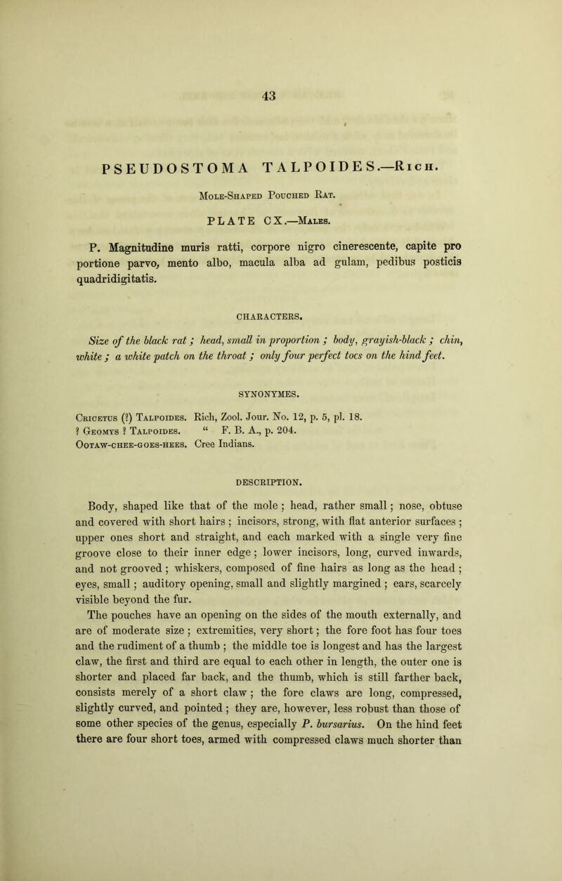 PSEUDOSTOMA T A L P O ID E SRic h. Mole-Shaped Pouched Eat. PLATE CX.—Males. P. Magnitudine rnuris ratti, corpore nigro cinerescente, capite pro portione parvo^ mento albo, macula alba ad gulam, pedibus posticis quadridigitatis. CHARACTERS. Size of the black rat; head, small in proportion ; body, grayish-black ; chin, white ; a white patch on the throat ; only four perfect toes on the hind feet. SYJSrONYMES. Crioetus (?) Talpoides. Rich, Zool. Jour. No. 12, p. 5, pi. 18. ? Geomys ? Talpoides. “ F. B. A., p. 204. OoTAW-CHEE-GOES-HEES. CrcQ Indians. DESCRIPTION. Body, shaped like that of the mole ; head, rather small; nose, obtuse and covered with short hairs ; incisors, strong, with flat anterior surfaces ; upper ones short and straight, and each marked with a single very fine groove close to their inner edge; lower incisors, long, curved inwards, and not grooved ; whiskers, composed of fine hairs as long as the head ; eyes, small; auditory opening, small and slightly margined ; ears, scarcely visible beyond the fur. The pouches have an opening on the sides of the mouth externally, and are of moderate size ; extremities, very short; the fore foot has four toes and the rudiment of a thumb ; the middle toe is longest and has the largest claw, the first and third are equal to each other in length, the outer one is shorter and placed far back, and the thumb, which is still farther back, consists merely of a short claw; the fore claws are long, compressed, slightly curved, and pointed ; they are, however, less robust than those of some other species of the genus, especially P. bursarius. On the hind feet there are four short toes, armed with compressed claws much shorter than