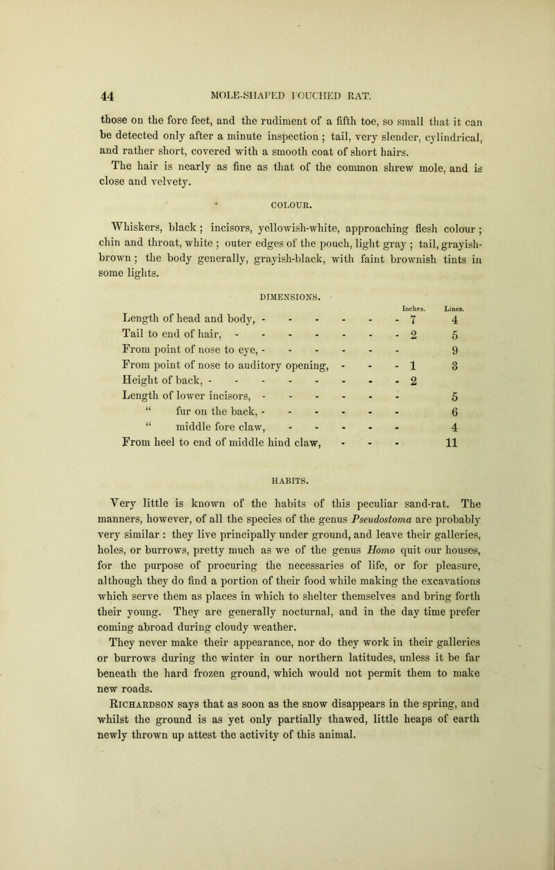 those on the fore feet, and the rudiment of a fifth toe, so small that it can be detected only after a minute inspection ; tail, very slender, cylindrical, and rather short, covered with a smooth coat of short hairs. The hair is nearly as fine as that of the common shrew mole, and is close and velvet3^ COLOUR. Whiskers, black; incisors, yellowish-white, approaching flesh colour ; chin and throat, white ; outer edges of the pouch, light gray ; tail, grayish- brown ; the body generally, grayish-black, with faint brownish tints in some lights. DIMENSIONS. Length of head and body, - - - - Tail to end of hair, From point of nose to eye, - - - - From point of nose to auditory opening, - Height of back, Length of lower incisors, - - - - “ fur on the back, - - - - “ middle fore claw. From heel to end of middle hind claw. Inches. Lines. - - r 4 - - 2 5 - - 9 - - 1 3 - - 2 - - 5 - - 6 - - 4 - . 11 HABITS. Very little is known of the habits of this peculiar sand-rat. The manners, however, of all the species of the genus Pseudostoma are probably very similar : they live principally under ground, and leave their galleries, holes, or burrows, pretty much as we of the genus Homo quit our houses, for the purpose of procuring the necessaries of life, or for pleasure, although they do find a portion of their food while making the excavations which serve them as places in which to shelter themselves and bring forth their young. They are generally nocturnal, and in the day time prefer coming abroad during cloudy weather. They never make their appearance, nor do they work in their galleries or burrows during the winter in our northern latitudes, unless it be far beneath the hard frozen ground, which would not permit them to make new roads. Kichardson says that as soon as the snow disappears in the spring, and whilst the ground is as yet only partially thawed, little heaps of earth newly thrown up attest the activity of this animal.