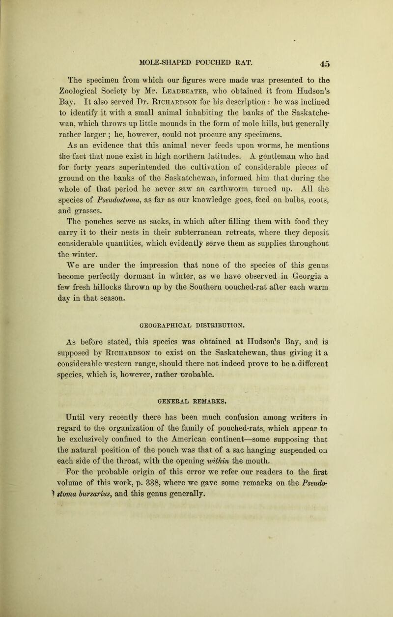 The specimen from which our figures were made was presented to the Zoological Society by Mr. Leadbeater, who obtained it from Hudson’s Bay. It also served Dr. Richardson for his description : he was inclined to identify it with a small animal inhabiting the banks of the Saskatche- wan, which throws up little mounds in the form of mole hills, but generally rather larger ; he, however, could not procure any specimens. As an evidence that this animal never feeds upon worms, he mentions the fact that none exist in high northern latitudes. A gentleman who had for forty years superintended the cultivation of considerable pieces of ground on the banks of the Saskatchewan, informed him that during the whole of that period he never saw an earthworm turned up. All the species of Pseudostoma, as far as our knowledge goes, feed on bulbs, roots, and grasses. The pouches serve as sacks, in which after filling them with food they carry it to their nests in their subterranean retreats, where they deposit considerable quantities, which evidently serve them as supplies throughout the winter. We are under the impression that none of the species of this genus become perfectly dormant in winter, as we have observed in Georgia a few fresh hillocks thrown up by the Southern oouched-rat after each warm day in that season. GEOGRAPHICAL DISTRIBUTION. As before stated, this species was obtained at Hudson’s Bay, and is supposed by Richardson to exist on the Saskatchewan, thus giving it a considerable western range, should there not indeed prove to be a different species, which is, however, rather nrobable. GENERAL REMARKS. Until very recently there has been much confusion among writers in regard to the organization of the family of pouched-rats, which appear to be exclusively confined to the American continent—some supposing that the natural position of the pouch was that of a sac hanging suspended on each side of the throat, with the opening within the mouth. For the probable origin of this error we refer our readers to the first volume of this work, p. 338, where we gave some remarks on the Pseudo- I stoma bursarius, and this genus generally.