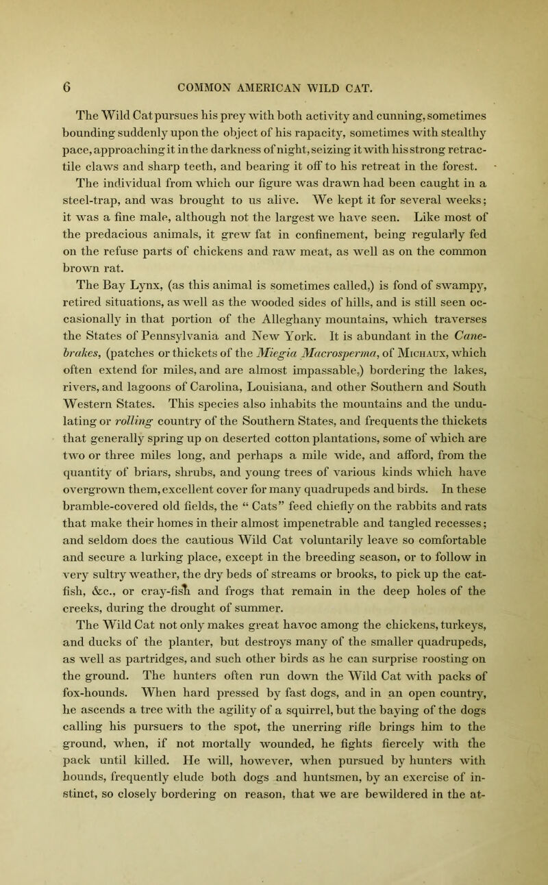 The Wild Cat pursues his prey with both activity and cunning, sometimes bounding suddenly upon the object of his rapacity, sometimes with stealthy pace, approaching it in the darkness of night, seizing it with his strong retrac- tile claws and sharp teeth, and bearing it olf to his retreat in the forest. The individual from which our figure was drawn had been caught in a steel-trap, and was brought to us alive. We kept it for several weeks; it was a fine male, although not the largest we have seen. Like most of the predacious animals, it grew fat in confinement, being regularly fed on the refuse parts of chickens and raw meat, as well as on the common brown rat. The Bay Lynx, (as this animal is sometimes called,) is fond of swampy, retired situations, as well as the wooded sides of hills, and is still seen oc- casionally in that portion of the Alleghany mountains, which traverses the States of Pennsylvania and New York. It is abundant in the Cane- brakes, (patches or thickets of the Miegia Macrosperma, of Michaux, which often extend for miles, and are almost impassable,) bordering the lakes, rivers, and lagoons of Carolina, Louisiana, and other Southern and South Western States. This species also inhabits the mountains and the undu- lating or rolling country of the Southern States, and frequents the thickets that generally spring up on deserted cotton plantations, some of which are two or three miles long, and perhaps a mile wide, and afford, from the quantity of briars, shrubs, and young trees of various kinds which have overgrown them, excellent cover for many quadrupeds and birds. In these bramble-covered old fields, the “ Cats” feed chiefly on the rabbits and rats that make their homes in their almost impenetrable and tangled recesses; and seldom does the cautious Wild Cat voluntarily leave so comfortable and secure a lurking place, except in the breeding season, or to follow in very sultry weather, the dry beds of streams or brooks, to pick up the cat- fish, &c., or cray-fisti and frogs that remain in the deep holes of the creeks, during the drought of summer. The Wild Cat not only makes great havoc among the chickens, turkeys, and ducks of the planter, but destroys many of the smaller quadrupeds, as well as partridges, and such other birds as he can surprise roosting on the ground. The hunters often run down the Wild Cat with packs of fox-hounds. When hard pressed by fast dogs, and in an open country, he ascends a tree with the agility of a squirrel, but the baying of the dogs calling his pursuers to the spot, the unerring rifle brings him to the ground, when, if not mortally wounded, he fights fiercely with the pack until killed. He will, however, when pursued by hunters with hounds, frequently elude both dogs and huntsmen, by an exercise of in- stinct, so closely bordering on reason, that we are bewildered in the at-