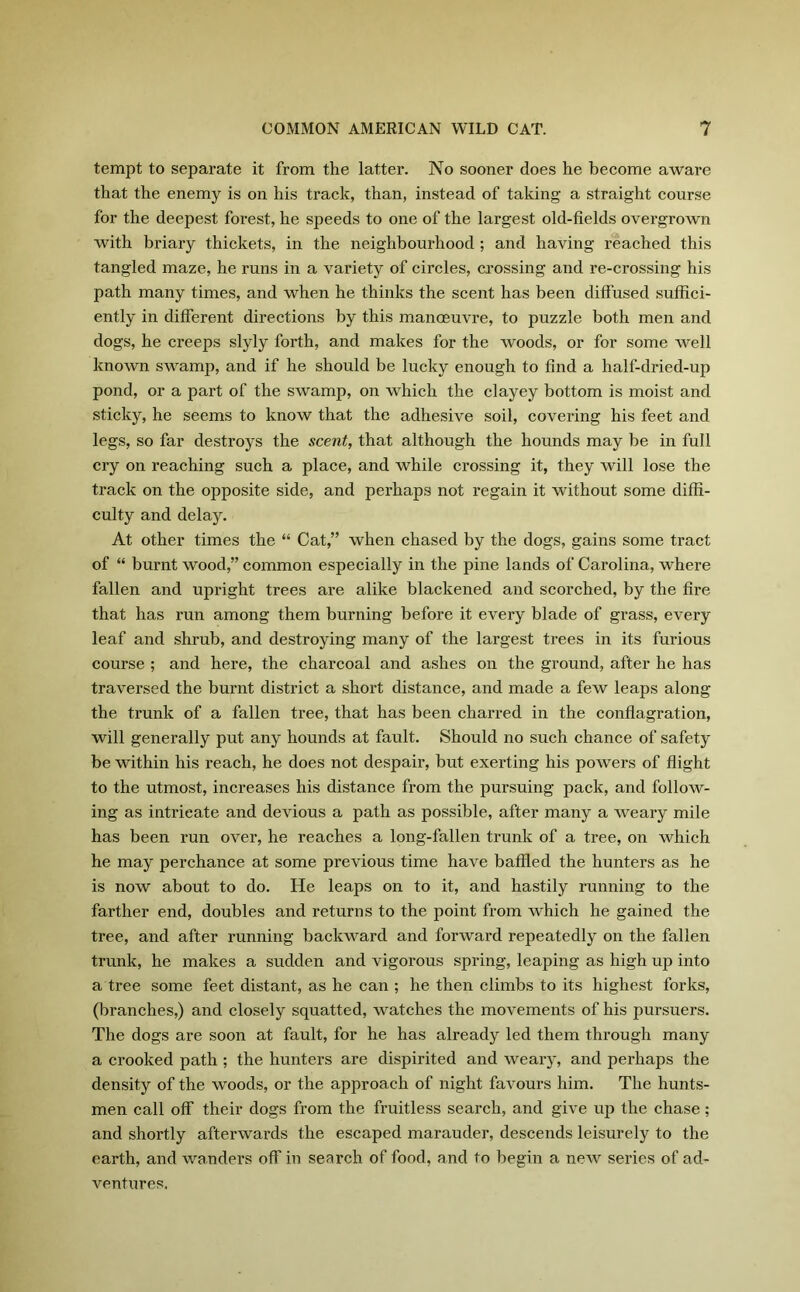 tempt to separate it from the latter. No sooner does he become aware that the enemy is on his track, than, instead of taking- a straight course for the deepest forest, he speeds to one of the largest old-fields overgrown with briary thickets, in the neighbourhood ; and having reached this tangled maze, he runs in a variety of circles, crossing and re-crossing his path many times, and when he thinks the scent has been diffused suffici- ently in different directions by this manoeuvre, to puzzle both men and dogs, he creeps slyly forth, and makes for the woods, or for some well known swamp, and if he should be lucky enough to find a half-dried-up pond, or a part of the swamp, on which the clayey bottom is moist and sticky, he seems to know that the adhesive soil, covering his feet and legs, so far destroys the scent, that although the hounds may be in full cry on reaching such a place, and while crossing it, they will lose the track on the opposite side, and perhaps not regain it without some diffi- culty and delay. At other times the “ Cat,” when chased by the dogs, gains some tract of “ burnt wood,” common especially in the pine lands of Carolina, where fallen and upright trees are alike blackened and scorched, by the fire that has run among them burning before it every blade of grass, every leaf and shrub, and destroying many of the largest trees in its furious course ; and here, the charcoal and ashes on the ground, after he has traversed the burnt district a short distance, and made a few leaps along the trunk of a fallen tree, that has been charred in the conflagration, will generally put any hounds at fault. Should no such chance of safety be within his reach, he does not despair, but exerting his powers of flight to the utmost, increases his distance from the pursuing pack, and follow- ing as intricate and devious a path as possible, after many a weary mile has been run over, he reaches a long-fallen trunk of a tree, on which he may perchance at some previous time have baffled the hunters as he is now about to do. He leaps on to it, and hastily running to the farther end, doubles and returns to the point from which he gained the tree, and after running backward and forward repeatedly on the fallen trunk, he makes a sudden and vigorous spring, leaping as high up into a tree some feet distant, as he can ; he then climbs to its highest forks, (branches,) and closely squatted, watches the movements of his pursuers. The dogs are soon at fault, for he has already led them through many a crooked path ; the hunters are dispirited and weary, and perhaps the density of the woods, or the approach of night favours him. The hunts- men call off their dogs from the fruitless search, and give up the chase; and shortly afterwards the escaped marauder, descends leisurely to the earth, and wanders off in search of food, and to begin a new series of ad- ventures.