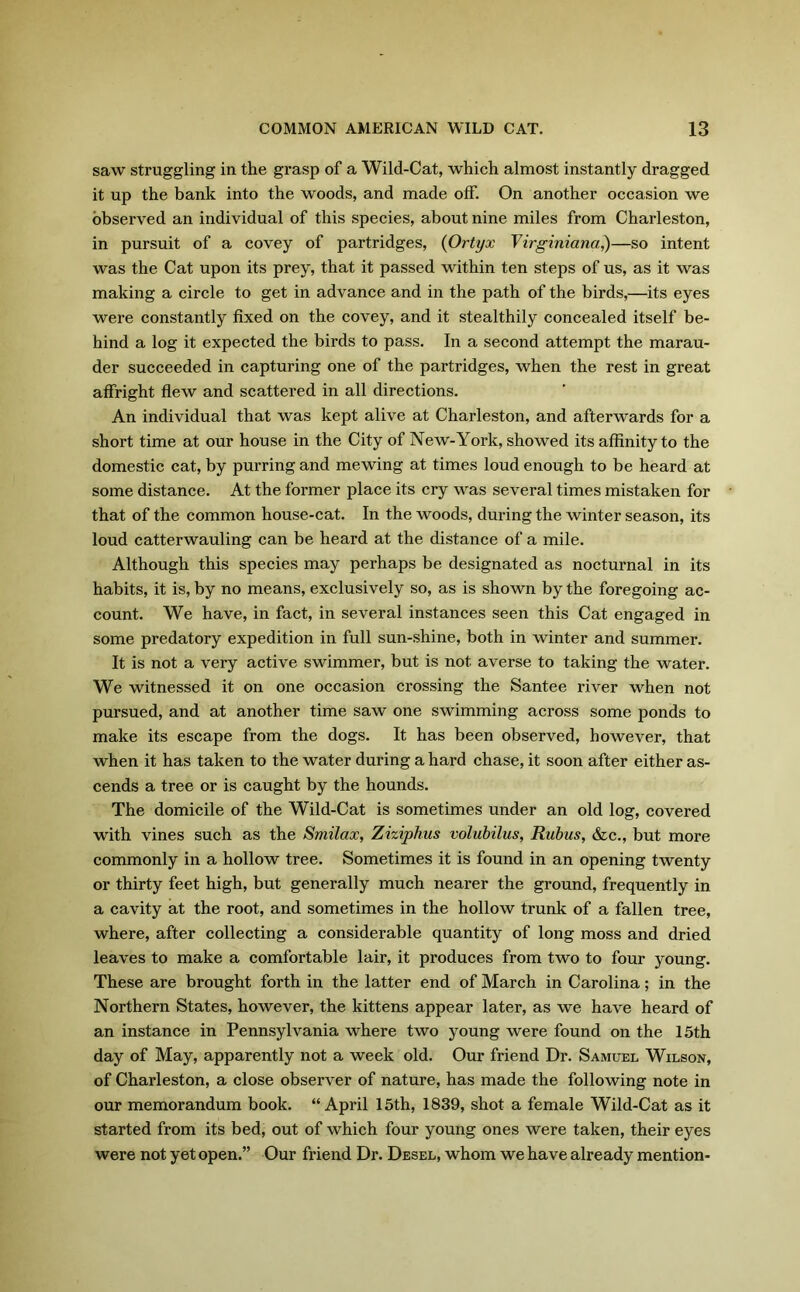saw struggling in the grasp of a Wild-Cat, which almost instantly dragged it up the bank into the woods, and made off. On another occasion we observed an individual of this species, about nine miles from Charleston, in pursuit of a covey of partridges, (Ortyx Virginiana,)—so intent was the Cat upon its prey, that it passed within ten steps of us, as it was making a circle to get in advance and in the path of the birds,—its eyes were constantly fixed on the covey, and it stealthily concealed itself be- hind a log it expected the birds to pass. In a second attempt the marau- der succeeded in capturing one of the partridges, when the rest in great affright flew and scattered in all directions. An individual that was kept alive at Charleston, and afterwards for a short time at our house in the City of New-York, showed its affinity to the domestic cat, by purring and mewing at times loud enough to be heard at some distance. At the former place its cry was several times mistaken for that of the common house-cat. In the woods, during the winter season, its loud catterwauling can be heard at the distance of a mile. Although this species may perhaps be designated as nocturnal in its habits, it is, by no means, exclusively so, as is shown by the foregoing ac- count. We have, in fact, in several instances seen this Cat engaged in some predatory expedition in full sun-shine, both in winter and summer. It is not a very active swimmer, but is not averse to taking the water. We witnessed it on one occasion crossing the Santee river when not pursued, and at another time saw one swimming across some ponds to make its escape from the dogs. It has been observed, however, that when it has taken to the water during a hard chase, it soon after either as- cends a tree or is caught by the hounds. The domicile of the Wild-Cat is sometimes under an old log, covered with vines such as the Smilaoc, Ziziphus volubilus, Rubus, &c., but more commonly in a hollow tree. Sometimes it is found in an opening twenty or thirty feet high, but generally much nearer the ground, frequently in a cavity at the root, and sometimes in the hollow trunk of a fallen tree, where, after collecting a considerable quantity of long moss and dried leaves to make a comfortable lair, it produces from two to four young. These are brought forth in the latter end of March in Carolina; in the Northern States, however, the kittens appear later, as we have heard of an instance in Pennsylvania where two young were found on the 15th day of May, apparently not a week old. Our friend Dr. Samuel Wilson, of Charleston, a close observer of nature, has made the following note in our memorandum book. “April 15th, 1839, shot a female Wild-Cat as it started from its bed, out of which four young ones were taken, their eyes were not yet open.” Our friend Dr. Desel, whom we have already mention-