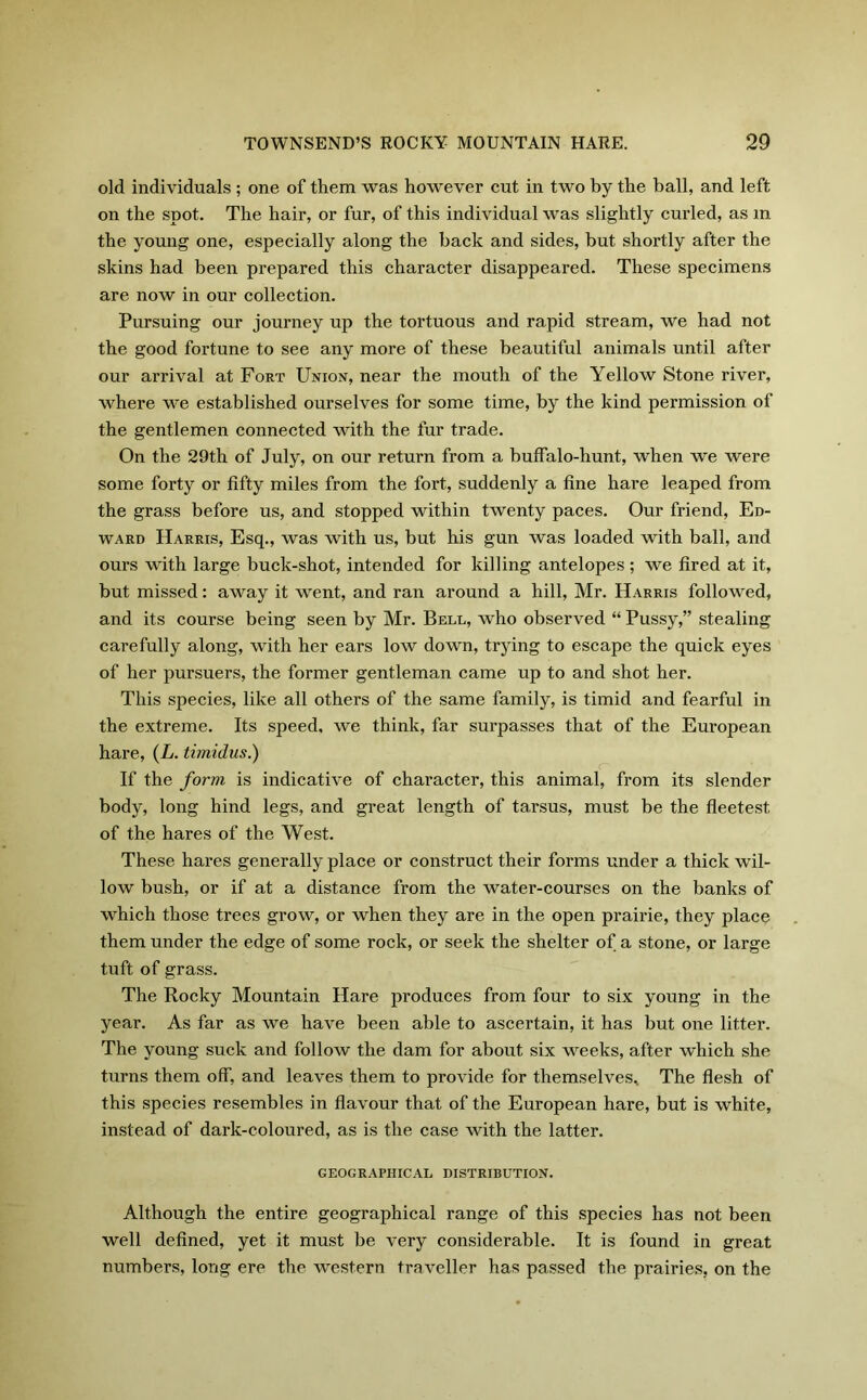 old individuals ; one of them was however cut in two by the ball, and left on the spot. The hair, or fur, of this individual was slightly curled, as in the young one, especially along the hack and sides, but shortly after the skins had been prepared this character disappeared. These specimens are now in our collection. Pursuing our journey up the tortuous and rapid stream, we had not the good fortune to see any more of these beautiful animals until after our arrival at Fort Union, near the mouth of the Yellow Stone river, where we established ourselves for some time, by the kind permission of the gentlemen connected with the fur trade. On the 29th of July, on our return from a buffalo-hunt, when we were some forty or fifty miles from the fort, suddenly a fine hare leaped from the grass before us, and stopped within twenty paces. Our friend, Ed- ward Harris, Esq., was with us, hut his gun was loaded with ball, and ours with large buck-shot, intended for killing antelopes ; we fired at it, but missed: away it went, and ran around a hill, Mr. Harris followed, and its course being seen by Mr. Bell, who observed “ Pussy,” stealing carefully along, with her ears low down, trying to escape the quick eyes of her pursuers, the former gentleman came up to and shot her. This species, like all others of the same family, is timid and fearful in the extreme. Its speed, we think, far surpasses that of the European hare, (L. timidus.) If the form is indicative of character, this animal, from its slender body, long hind legs, and great length of tarsus, must be the fleetest of the hares of the West. These hares generally place or construct their forms under a thick wil- low bush, or if at a distance from the water-courses on the banks of which those trees grow, or when they are in the open prairie, they place them under the edge of some rock, or seek the shelter of a stone, or large tuft of grass. The Rocky Mountain Hare produces from four to six young in the year. As far as we have been able to ascertain, it has but one litter. The young suck and follow the dam for about six weeks, after which she turns them off, and leaves them to provide for themselves.. The flesh of this species resembles in flavour that of the European hare, but is white, instead of dark-coloured, as is the case with the latter. GEOGRAPHICAL DISTRIBUTION. Although the entire geographical range of this species has not been well defined, yet it must be very considerable. It is found in great numbers, long ere the western traveller has passed the prairies, on the