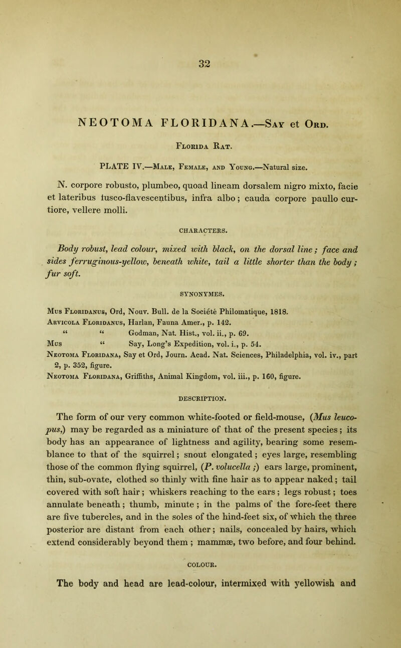 NEOTOMA FLORIDANA.—Say et Ord. Florida Rat. PLATE IV.—Male, Female, and Young.—Natural size. N. corpore robusto, plumbeo, quoad lineam dorsalem nigro mixto, facie et lateribus lusco-flavescentibus, infra albo; cauda corpore paullo cur- tiore, vellere molli. CHARACTERS. Body robust, lead colour, mixed with black, on the dorsal line ; face and sides ferruginous-yellow, beneath white, tail a little shorter than the body; fur soft. SYNONYMES. Mus Floridanus, Ord, Nouv. Bull, de la Societe Philomatique, 1818. Arvicola Floridanus, Harlan, Fauna Amer., p. 142. “ “ Godman, Nat. Hist., vol. ii., p. 69. Mus “ Say, Long’s Expedition, vol. i., p. 54. Neotoma Floridana, Say et Ord, Journ. Acad. Nat. Sciences, Philadelphia, vol. iv., part 2, p. 352, figure. Neotoma Floridana, Griffiths, Animal Kingdom, vol. iii., p. 160, figure. DESCRIPTION. The form of our very common white-footed or field-mouse, (Mus leuco- pus,) may be regarded as a miniature of that of the present species; its body has an appearance of lightness and agility, bearing some resem- blance to that of the squirrel; snout elongated; eyes large, resembling those of the common flying squirrel, (P. volucella ;) ears large, prominent, thin, sub-ovate, clothed so thinly with fine hair as to appear naked; tail covered with soft hair ; whiskers reaching to the ears ; legs robust; toes annulate beneath; thumb, minute; in the palms of the fore-feet there are five tubercles, and in the soles of the hind-feet six, of which the three posterior are distant from each other; nails, concealed by hairs, which extend considerably beyond them ; mammae, two before, and four behind. COLOUR. The body and head are lead-colour, intermixed with yellowish and