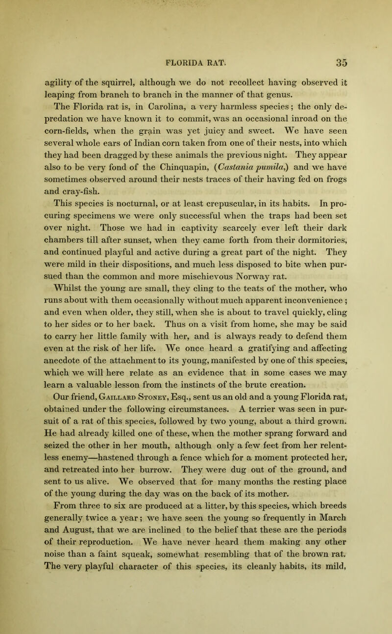 agility of the squirrel, although we do not recollect having observed it leaping from branch to branch in the manner of that genus. The Florida rat is, in Carolina, a very harmless species ; the only de- predation we have known it to commit, was an occasional inroad on the corn-fields, when the grain was yet juicy and sweet. We have seen several whole ears of Indian corn taken from one of their nests, into which they had been dragged by these animals the previous night. They appear also to be very fond of the Chinquapin, (Castania pumila,) and we have sometimes observed around their nests traces of their having fed on frogs and cray-fish. This species is nocturnal, or at least crepuscular, in its habits. In pro- curing specimens we were only successful when the traps had been set over night. Those we had in captivity scarcely ever left their dark chambers till after sunset, when they came forth from their dormitories, and continued playful and active during a great part of the night. They were mild in their dispositions, and much less disposed to bite when pur- sued than the common and more mischievous Norway rat. Whilst the young are small, they cling to the teats of the mother, who runs about with them occasionally without much apparent inconvenience ; and even when older, they still, when she is about to travel quickly, cling to her sides or to her back. Thus on a visit from home, she may be said to carry her little family with her, and is always ready to defend them even at the risk of her life. We once heard a gratifying and affecting anecdote of the attachment to its young, manifested by one of this species, which we will here relate as an evidence that in some cases we may learn a valuable lesson from the instincts of the brute creation. Our friend, Gaillard Stoney, Esq., sent us an old and a young Florida rat, obtained under the following circumstances. A terrier was seen in pur- suit of a rat of this species, followed by two young, about a third grown. He had already killed one of these, when the mother sprang forward and seized the other in her mouth, although only a few feet from her relent- less enemy—hastened through a fence which for a moment protected her, and retreated into her burrow. They were dug out of the ground, and sent to us alive. We observed that for many months the resting place of the young during the day was on the back of its mother. From three to six are produced at a litter, by this species, which breeds generally twice a year; we have seen the young so frequently in March and August, that we are inclined to the belief that these are the periods of their reproduction. We have never heard them making any other noise than a faint squeak, somewhat resembling that of the brown rat. The very playful character of this species, its cleanly habits, its mild,