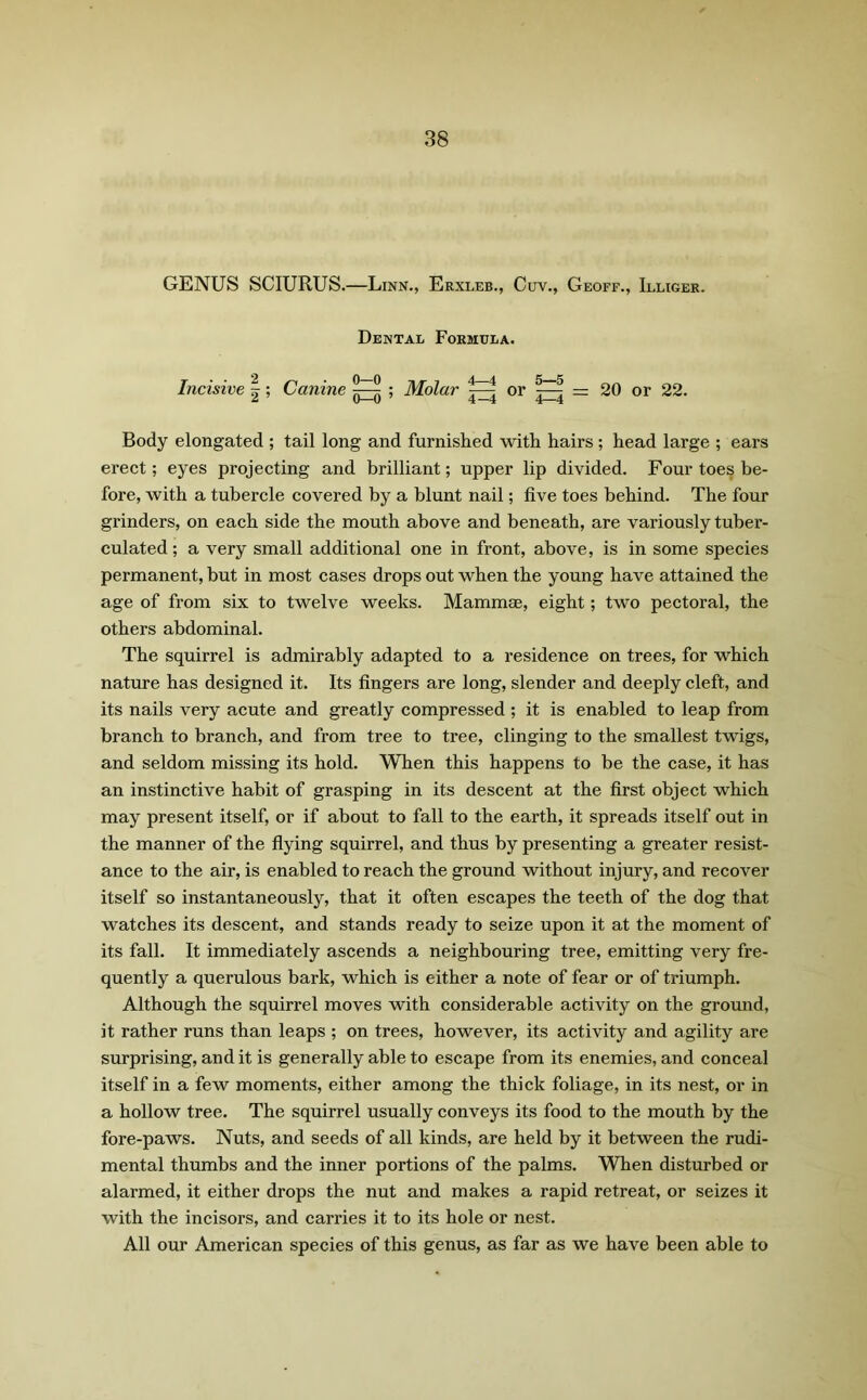 GENUS SCIURUS.—Linn., Erxleb., Cuv., Geoff., Illiger. Dental Formula. Incisive |; Canine ^ ; Molar ^ or ^ = 20 or 22. Body elongated ; tail long and furnished with hairs; head large ; ears erect; eyes projecting and brilliant; upper lip divided. Four toes be- fore, with a tubercle covered by a blunt nail; five toes behind. The four grinders, on each side the mouth above and beneath, are variously tuber- culated; a very small additional one in front, above, is in some species permanent, but in most cases drops out when the young have attained the age of from six to twelve weeks. Mammae, eight; two pectoral, the others abdominal. The squirrel is admirably adapted to a residence on trees, for which nature has designed it. Its fingers are long, slender and deeply cleft, and its nails very acute and greatly compressed ; it is enabled to leap from branch to branch, and from tree to tree, clinging to the smallest twigs, and seldom missing its hold. When this happens to be the case, it has an instinctive habit of grasping in its descent at the first object which may present itself, or if about to fall to the earth, it spreads itself out in the manner of the flying squirrel, and thus by presenting a greater resist- ance to the air, is enabled to reach the ground without injury, and recover itself so instantaneously, that it often escapes the teeth of the dog that watches its descent, and stands ready to seize upon it at the moment of its fall. It immediately ascends a neighbouring tree, emitting very fre- quently a querulous bark, which is either a note of fear or of triumph. Although the squirrel moves with considerable activity on the ground, it rather runs than leaps ; on trees, however, its activity and agility are surprising, and it is generally able to escape from its enemies, and conceal itself in a few moments, either among the thick foliage, in its nest, or in a hollow tree. The squirrel usually conveys its food to the mouth by the fore-paws. Nuts, and seeds of all kinds, are held by it between the rudi- mental thumbs and the inner portions of the palms. When disturbed or alarmed, it either drops the nut and makes a rapid retreat, or seizes it with the incisors, and carries it to its hole or nest. All our American species of this genus, as far as we have been able to