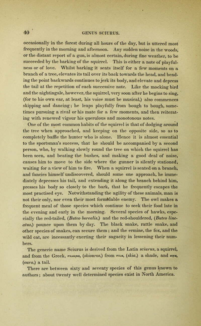 occasionally in the forest during all hours of the day, but is uttered most frequently in the morning and afternoon. Any sudden noise in the woods, or the distant report of a gun, is almost certain, during fine weather, to be succeeded by the barking of the squirrel. This is either a note of playful- ness or of love. Whilst barking it seats itself for a few moments on a branch of a tree, elevates its tail over its back towards the head, and bend- ing the point backwards continues to jerk its body, and elevate and depress the tail at the repetition of each successive note. Like the mocking bird and the nightingale, however, the squirrel, very soon after he begins to sing, (for to his own ear, at least, his voice must be musical,) also commences skipping and dancing; he leaps playfully from bough to bough, some- times pursuing a rival or his mate for a few moments, and then reiterat- ing with renewed vigour his querulous and monotonous notes. One of the most common habits of the squirrel is that of dodging around the tree when approached, and keeping on the opposite side, so as to completely baffle the hunter who is alone. Hence it is almost essential to the sportsman’s success, that he should be accompanied by a second person, who, by walking slowly round the tree on which the squirrel has been seen, and beating the bushes, and making a good deal of noise, causes him to move to the side where the gunner is silently stationed, waiting for a view of him to fire. When a squirrel is seated on a branch, and fancies himself undiscovered, should some one approach, he imme- diately depresses his tail, and extending it along the branch behind him, presses his body so closely to the bark, that he frequently escapes the most practised eye. Notwithstanding the agility of these animals, man is not their only, nor even their most formidable enemy. The owl makes a frequent meal of those species which continue to seek their food late in the evening and early in the morning. Several species of hawks, espe- cially the red-tailed, (Buteo borealis,) and the red-shouldered, (Buteo line- atus,) pounce upon them by day. The black snake, rattle snake, and other species of snakes, can secure them ; and the ermine, the fox, and the wild cat, are incessantly exerting their sagacity in lessening their num- bers. The generic name Sciurus is derived from the Latin sciurus, a squirrel, and from the Greek, trxtovpot, (skiouros,) from <rxiu, (skia,) a shade, and ovpu, (oura,) a tail. There are between sixty and seventy species of this genus known to authors; about twenty well determined species exist in North America.