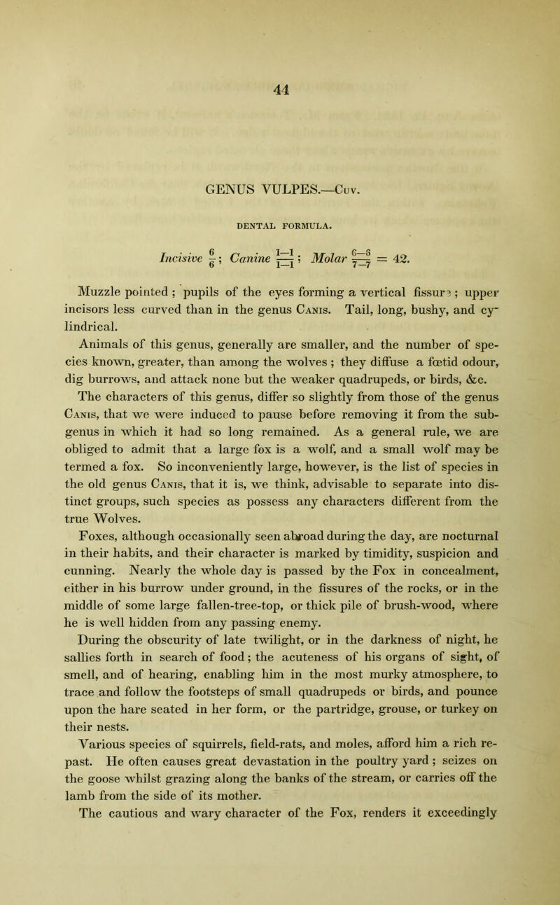 GENUS VULPES.—Cuv. DENTAL FORMULA. Incisive |; Canine ^ ; Molar = 42. Muzzle pointed ; pupils of the eyes forming a vertical fissur? ; upper incisors less curved than in the genus Canis. Tail, long, bushy, and cy lindrical. Animals of this genus, generally are smaller, and the number of spe- cies known, greater, than among the wolves ; they diffuse a foetid odour, dig burrows, and attack none but the weaker quadrupeds, or birds, &c. The characters of this genus, differ so slightly from those of the genus Canis, that we were induced to pause before removing it from the sub- genus in which it had so long remained. As a general rule, we are obliged to admit that a large fox is a wolf, and a small wolf may be termed a fox. So inconveniently large, however, is the list of species in the old genus Canis, that it is, we think, advisable to separate into dis- tinct groups, such species as possess any characters different from the true Wolves. Foxes, although occasionally seen afg-oad during the day, are nocturnal in their habits, and their character is marked by timidity, suspicion and cunning. Nearly the whole day is passed by the Fox in concealment, either in his burrow under ground, in the fissures of the rocks, or in the middle of some large fallen-tree-top, or thick pile of brush-wood, where he is well hidden from any passing enemy. During the obscurity of late twilight, or in the darkness of night, he sallies forth in search of food; the acuteness of his organs of sight, of smell, and of hearing, enabling him in the most murky atmosphere, to trace and follow the footsteps of small quadrupeds or birds, and pounce upon the hare seated in her form, or the partridge, grouse, or turkey on their nests. Various species of squirrels, field-rats, and moles, afford him a rich re- past. He often causes great devastation in the poultry yard ; seizes on the goose whilst grazing along the banks of the stream, or carries off the lamb from the side of its mother. The cautious and wary character of the Fox, renders it exceedingly