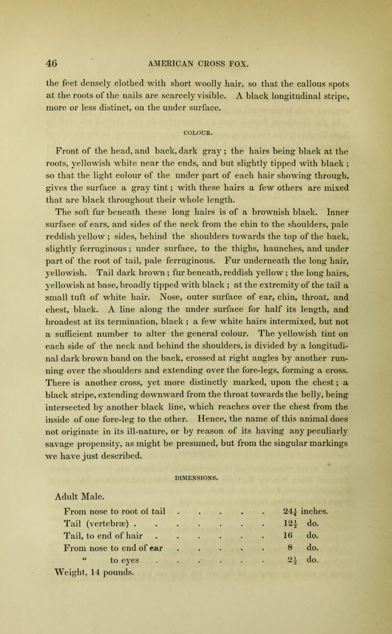 the feet densely clothed with short woolly hair, so that the callous spots at the roots of the nails are scarcely visible. A black longitudinal stripe, more or less distinct, on the under surface. COLOUR. Front of the head, and back, dark gray ; the hairs being black at the roots, yellowish white near the ends, and but slightly tipped with black ; so that the light colour of the under part of each hair showing through, gives the surface a gray tint; with these hairs a few others are mixed that are black throughout their whole length. The soft fur beneath these long hairs is of a brownish black. Inner surface of ears, and sides of the neck from the chin to the shoulders, pale reddish yellow ; sides, behind the shoulders towards the top of the back, slightly ferruginous; under surface, to the thighs, haunches, and under part of the root of tail, pale ferruginous. Fur underneath the long hair, yellowish. Tail dark brown ; fur beneath, reddish yellow; the long hairs, yellowish at base, broadly tipped with black ; at the extremity of the tail a small tuft of white hair. Nose, outer surface of ear, chin, throat, and chest, black. A line along the under surface for half its length, and broadest at its termination, black ; a few white hairs intermixed, but not a sufficient number to alter the general colour. The yellowish tint on each side of the neck and behind the shoulders, is divided by a longitudi- nal dark brown band on the back, crossed at right angles by another run- ning over the shoulders and extending over the fore-legs, forming a cross. There is another cross, yet more distinctly marked, upon the chest; a black stripe, extending downward from the throat towards the belly, being intersected by another black line, which reaches over the chest from the inside of one fore-leg to the other. Hence, the name of this animal does not originate in its ill-nature, or by reason of its having any peculiarly savage propensity, as might be presumed, but from the singular markings we have just described. DIMENSIONS. Adult Male. From nose to root of tail Tail (vertebrae) . Tail, to end of hair From nose to end of ear “ to eyes Weight, 14 pounds. 24i inches. 12^ do. 16 do. 8 do. 21 do.