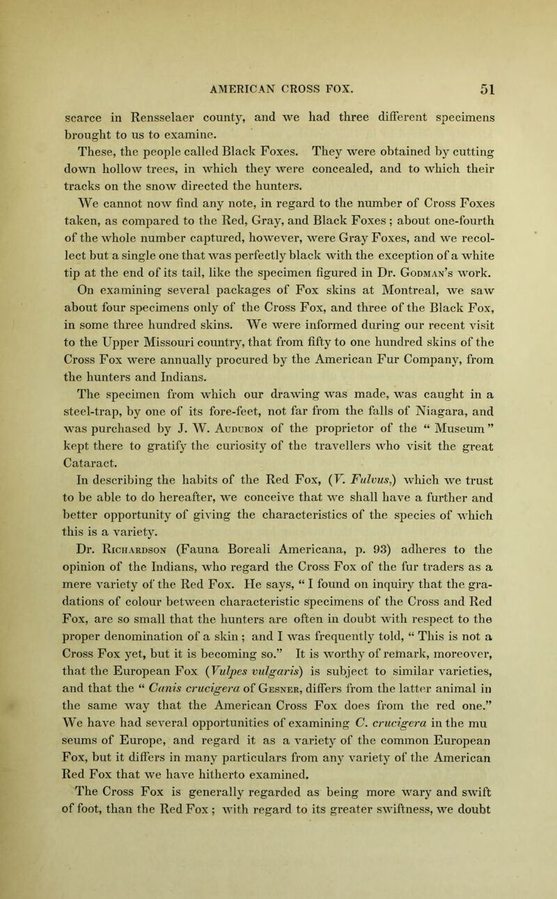 scarce in Rensselaer county, and we had three different specimens brought to us to examine. These, the people called Black Foxes. They were obtained by cutting down hollow trees, in which they were concealed, and to which their tracks on the snow directed the hunters. We cannot now find any note, in regard to the number of Cross Foxes taken, as compared to the Red, Gray, and Black Foxes ; about one-fourth of the whole number captured, however, were Gray Foxes, and we recol- lect but a single one that was perfectly black with the exception of a white tip at the end of its tail, like the specimen figured in Dr. Godman’s work. On examining several packages of Fox skins at Montreal, we saw about four specimens only of the Cross Fox, and three of the Black Fox, in some three hundred skins. We were informed during our recent visit to the Upper Missouri country, that from fifty to one hundred skins of the Cross Fox were annually procured by the American Fur Company, from the hunters and Indians. The specimen from which our drawing was made, was caught in a steel-trap, by one of its fore-feet, not far from the falls of Niagara, and was purchased by J. W. Audubon of the proprietor of the “ Museum ” kept there to gratify the curiosity of the travellers who visit the great Cataract. In describing the habits of the Red Fox, (V. Fulvus,) which we trust to be able to do hereafter, we conceive that we shall have a further and better opportunity of giving the characteristics of the species of which this is a variety. Dr. Richardson (Fauna Boreali Americana, p. 93) adheres to the opinion of the Indians, who regard the Cross Fox of the fur traders as a mere variety of the Red Fox. He says, “ I found on inquiry that the gra- dations of colour between characteristic specimens of the Cross and Red Fox, are so small that the hunters are often in doubt with respect to the proper denomination of a skin; and I was frequently told, “ This is not a Cross Fox yet, but it is becoming so.” It is worthy of remark, moreover, that the European Fox (Vulpes vulgaris) is subject to similar varieties, and that the “ Canis crucigera of Gesner, differs from the latter animal in the same way that the American Cross Fox does from the red one.” We have had several opportunities of examining C. crucigera in the mu seums of Europe, and regard it as a variety of the common European Fox, but it differs in many particulars from any variety of the American Red Fox that we have hitherto examined. The Cross Fox is generally regarded as being more wary and swift of foot, than the Red Fox ; Avith regard to its greater swiftness, we doubt
