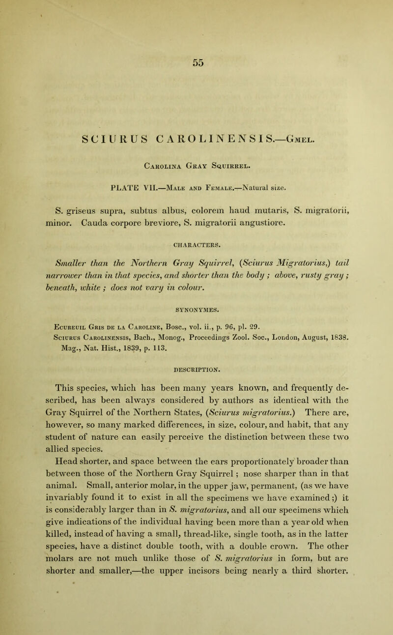 SCI UR US CARO LINEN SI S.—Gmel. Carolina Gkay Squirrel. PLATE VII.—Male and Female.—Natural size. S. griseus supra, subtus albus, colorem haud mutaris, S. migratorii, minor. Cauda corpore breviore, S. migratorii angustiore. CHARACTERS. Smaller than the Northern Gray Squirrel, (Sciurus Migratorius?) tail narrower than in that species, and shorter than the body ; above, rusty gray; beneath, white ; does not vary in colour. SYNONYMES. Ecureuil Gris de la Caroline, Bose., vol. ii., p. 96, pi. 29. Sciurus Carolinensis, Bach., Monog., Proceedings Zool. Soc., London, August, 1638. Mag., Nat. Hist., 1839, p. 113. DESCRIPTION. This species, which has been many years known, and frequently de- scribed, has been always considered by authors as identical with the Gray Squirrel of the Northern States, (Sciurus migratorius.) There are, however, so many marked differences, in size, colour, and habit, that any student of nature can easily perceive the distinction between these two allied species. Head shorter, and space between the ears proportionately broader than between those of the Northern Gray Squirrel; nose sharper than in that animal. Small, anterior molar, in the upper jaw, permanent, (as we have invariably found it to exist in all the specimens we have examined;) it is considerably larger than in S. migratorius, and all our specimens which give indications of the individual having been more than a year old when killed, instead of having a small, thread-like, single tooth, as in the latter species, have a distinct double tooth, with a double crown. The other molars are not much unlike those of S. migratorius in form, but are shorter and smaller,—the upper incisors being nearly a third shorter.
